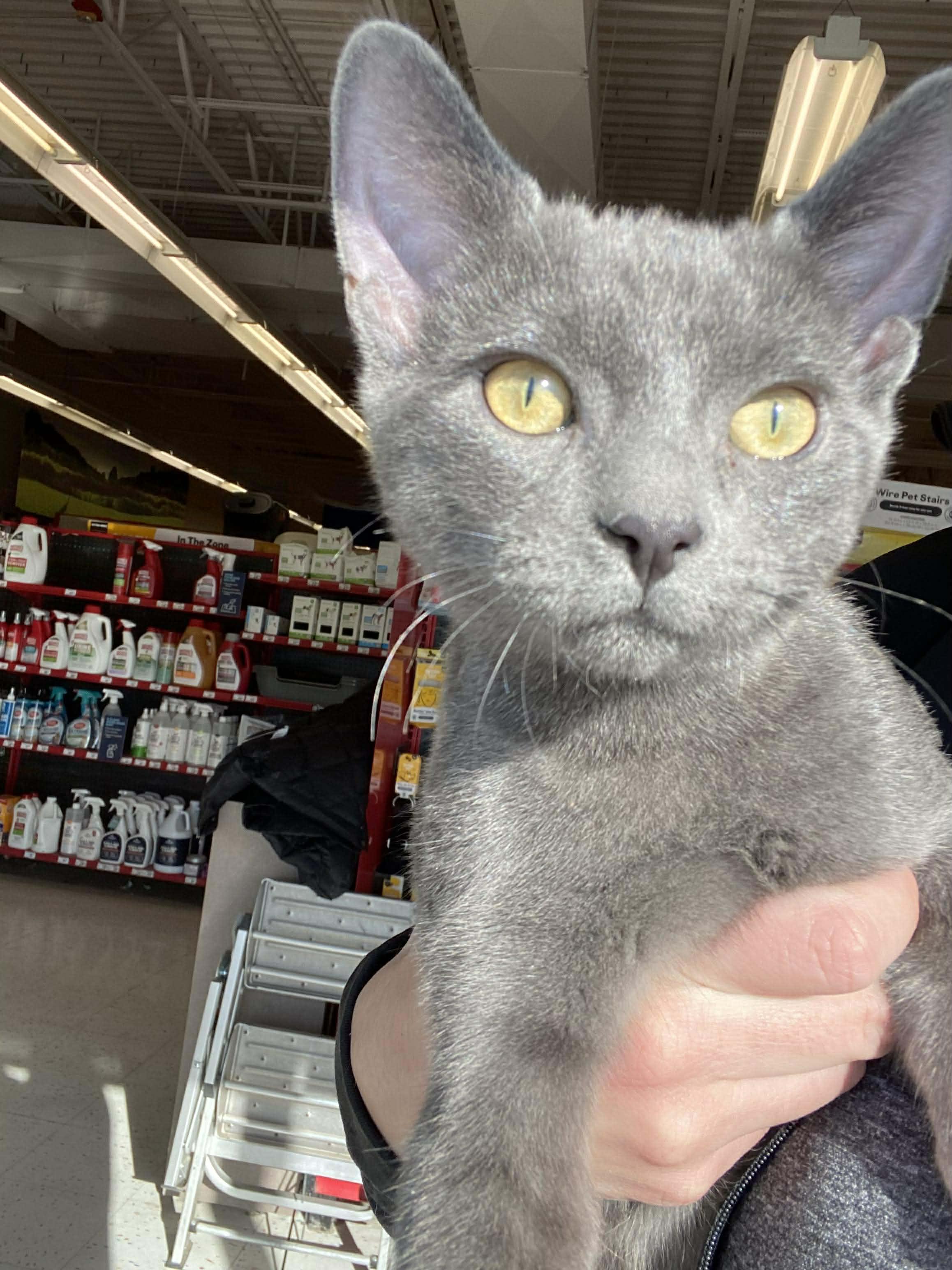 Enlarge Zucchini Blossom, a Adopted mixed breed in Lockport, IL image 3/5