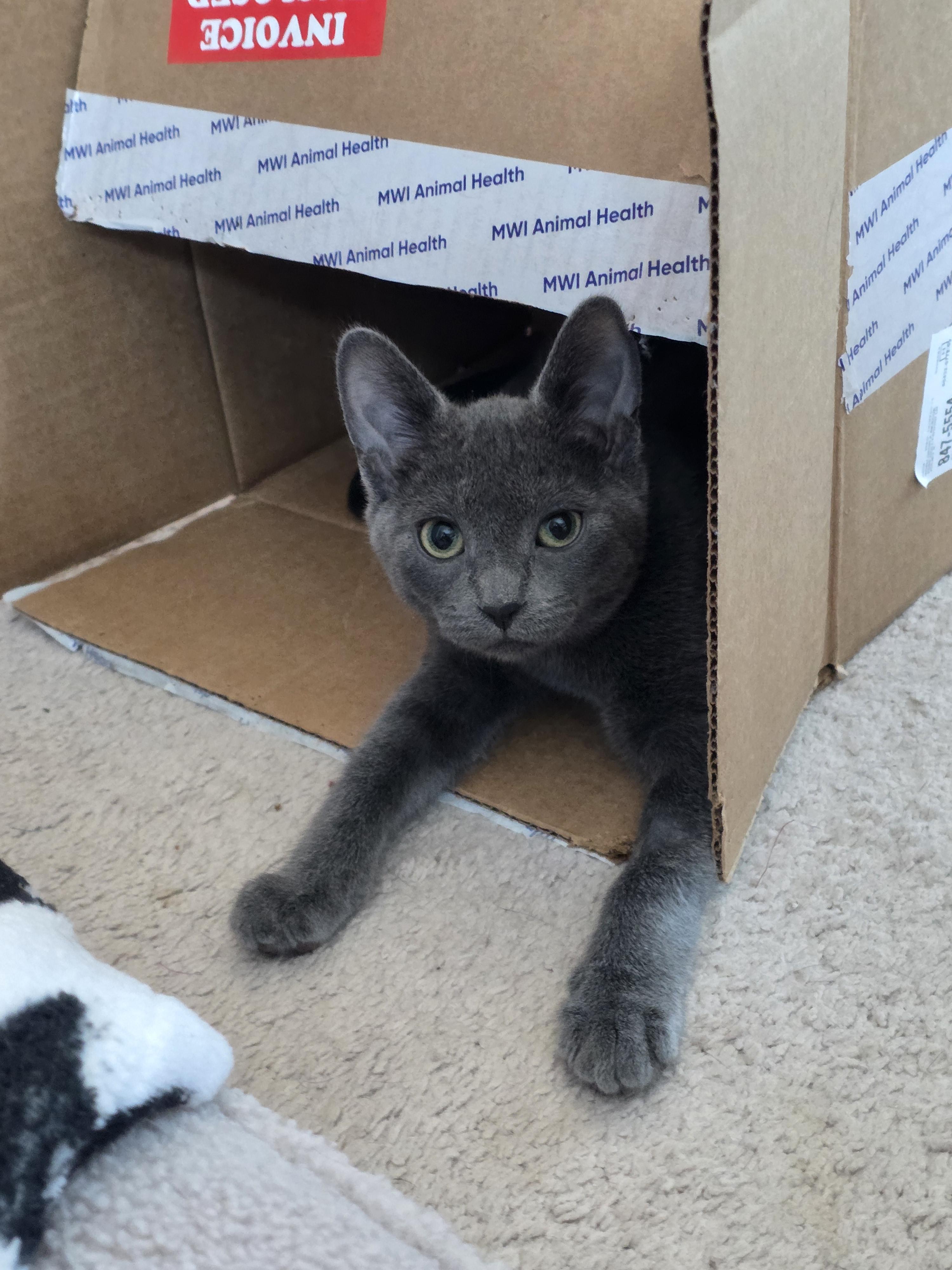 Enlarge Zucchini Blossom, a Adopted mixed breed in Lockport, IL image 4/5
