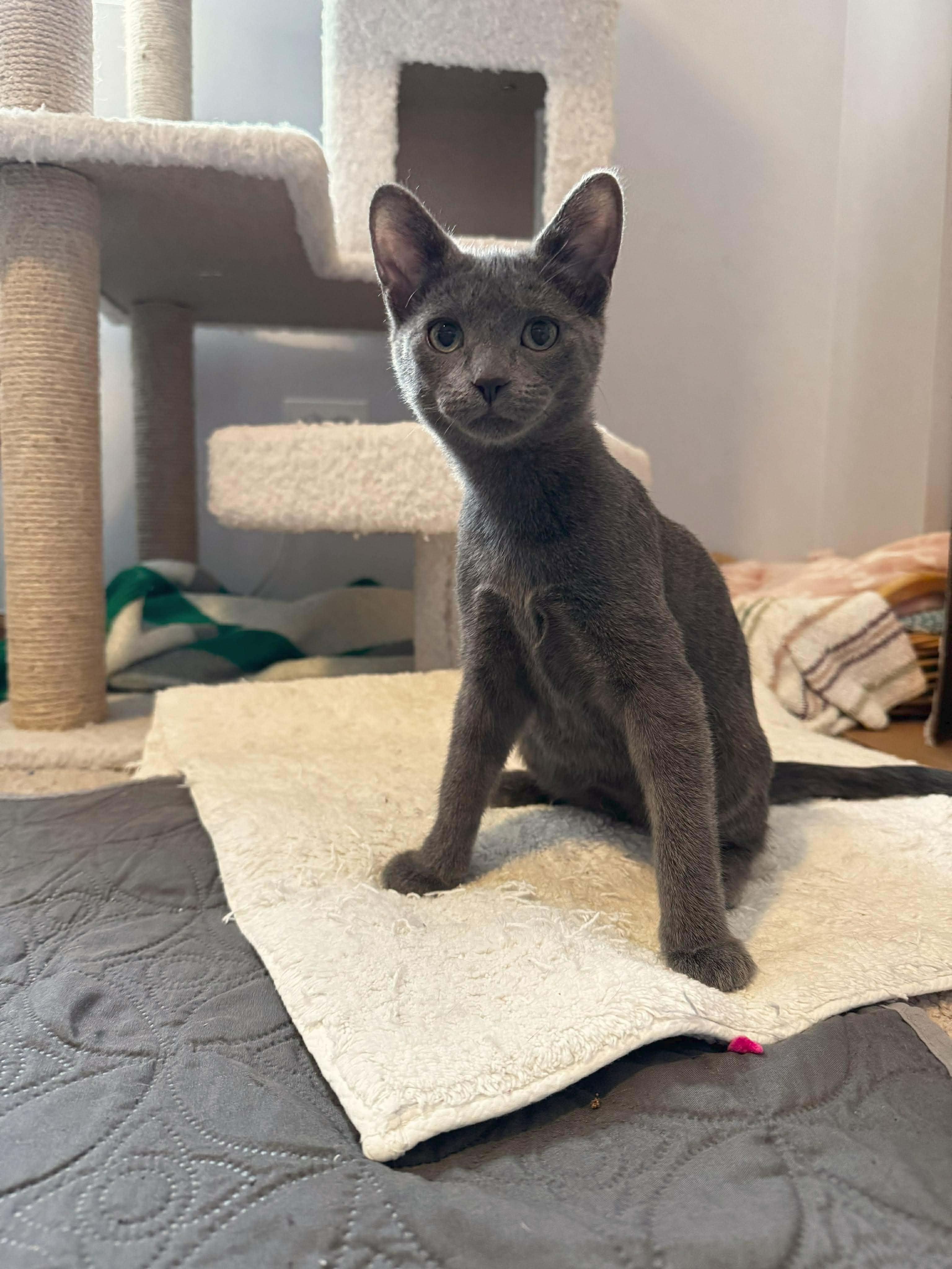 Enlarge Zucchini Blossom, a Adopted mixed breed in Lockport, IL image 5/5