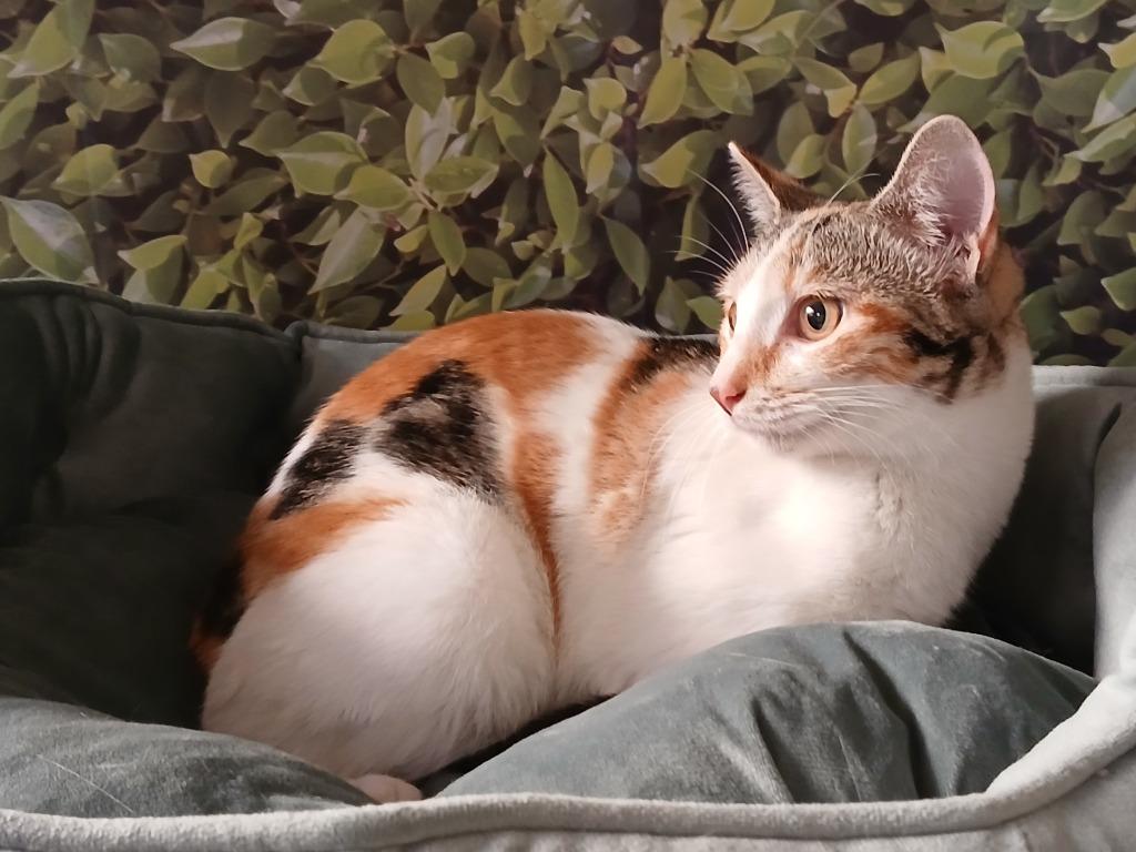 Aries, Adoptable, Kitten Female Domestic Short Hair.