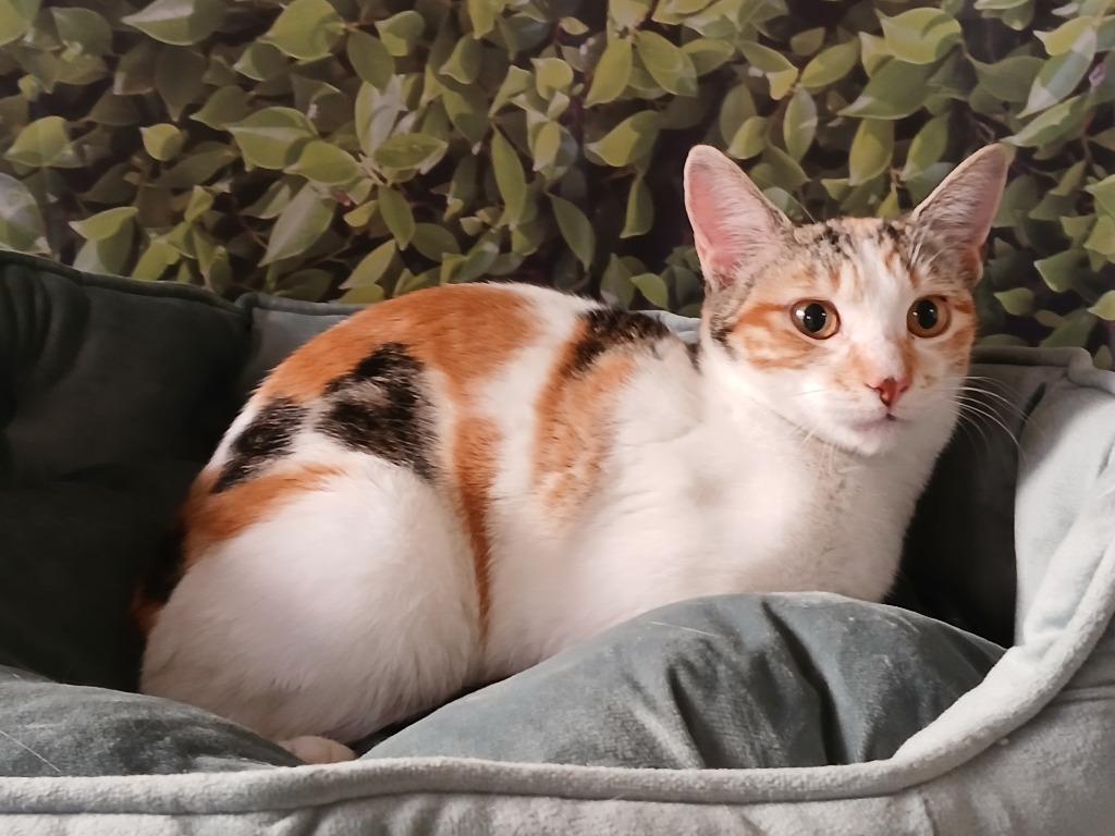 Enlarge Aries, a Adoptable mixed breed in Fort Worth, TX image 2/2