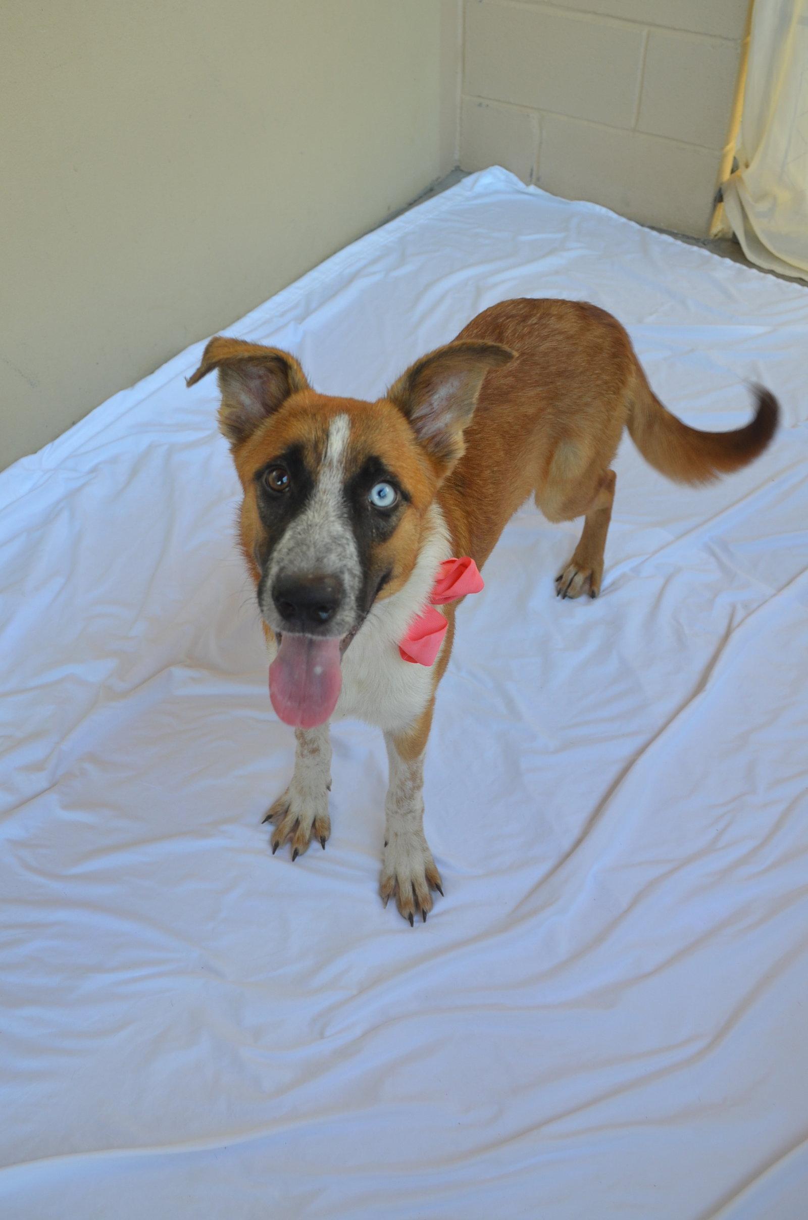 Enlarge Gloop, a Adoptable Mixed Breed in McKinney, TX image 1/3