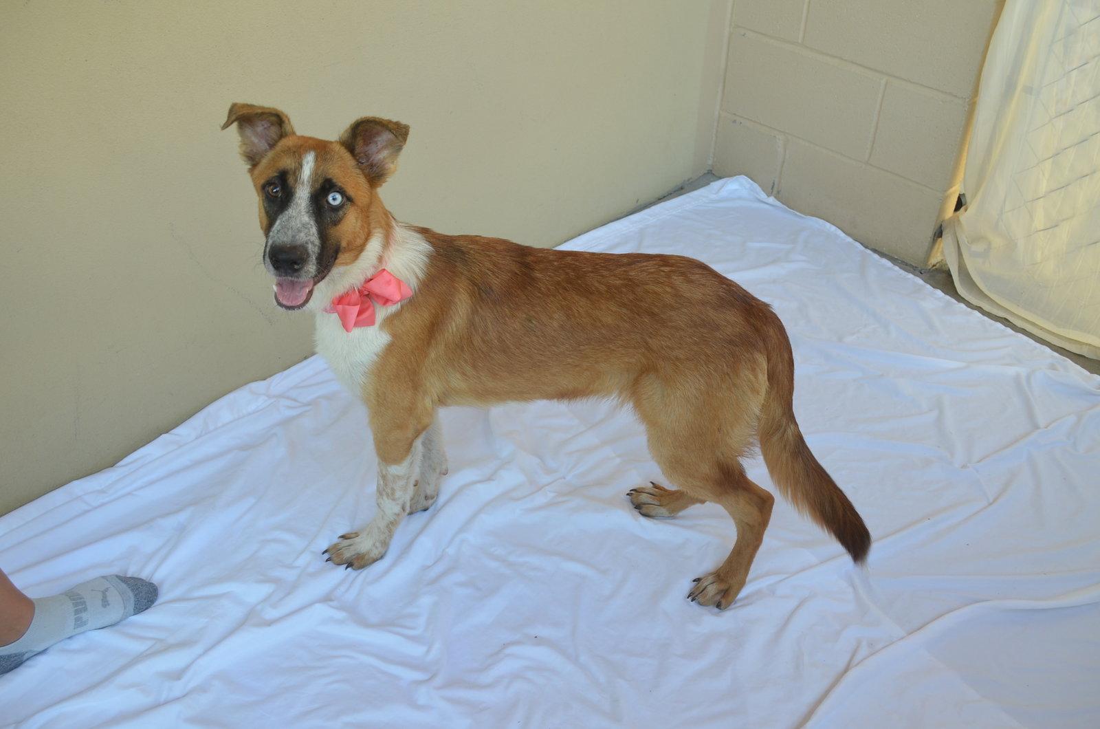 Enlarge Gloop, a Adoptable Mixed Breed in McKinney, TX image 2/3