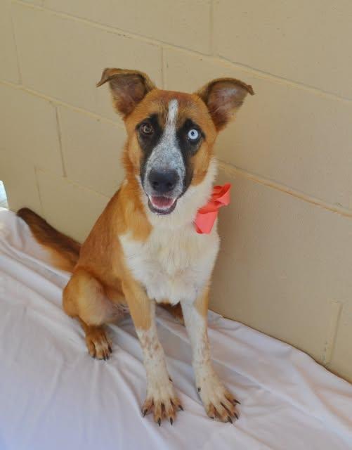 Enlarge Gloop, a Adoptable Mixed Breed in McKinney, TX image 3/3