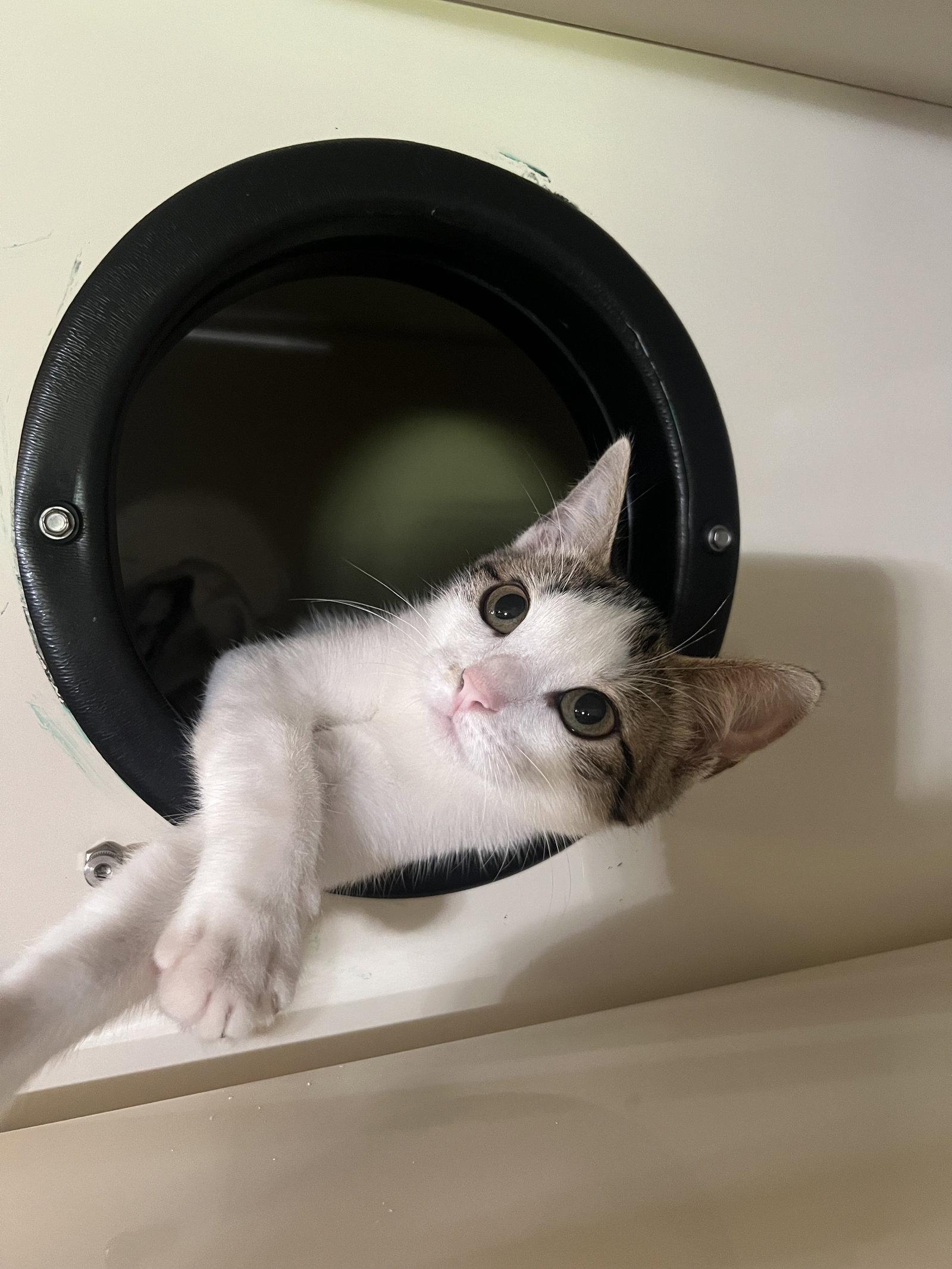 Brandy, Adoptable, Young Female Domestic Short Hair.