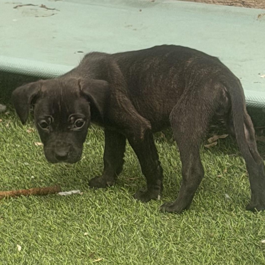 Enlarge Ginger , a ADOPTABLE mixed breed in Wilmington, IL image 4/6