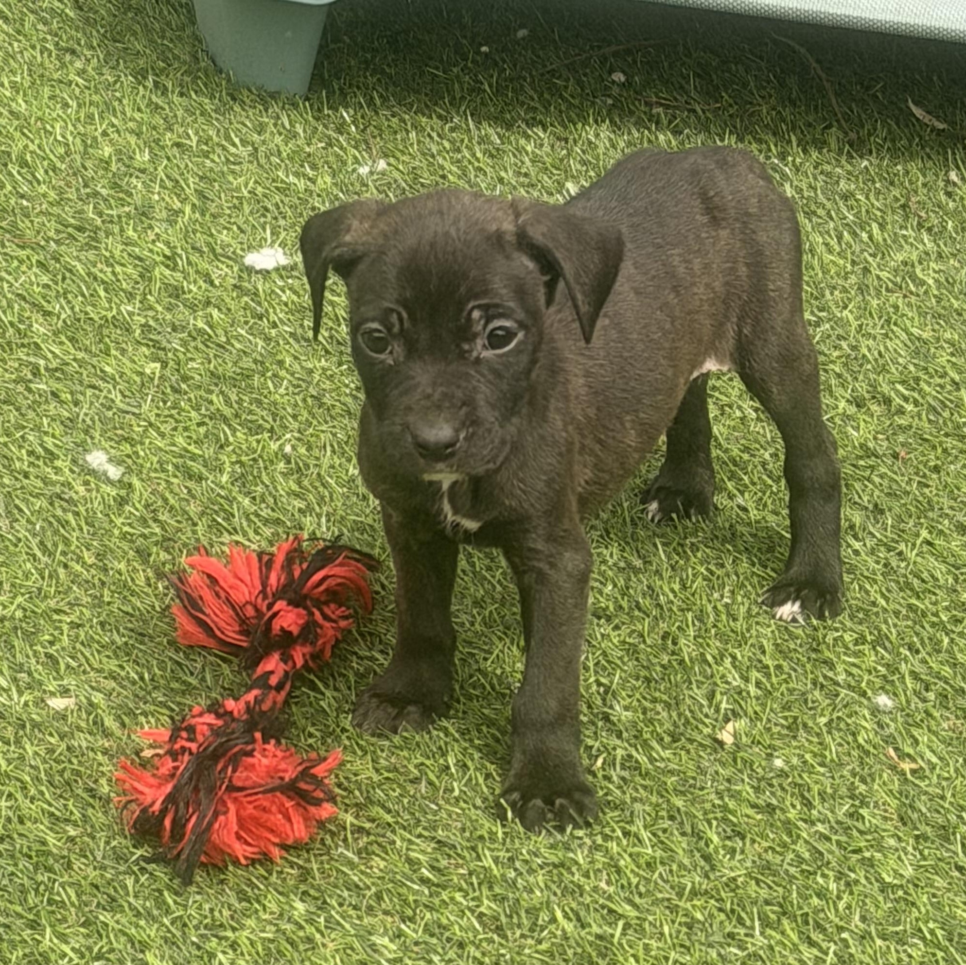 Enlarge Ginger , a ADOPTABLE mixed breed in Wilmington, IL image 2/6