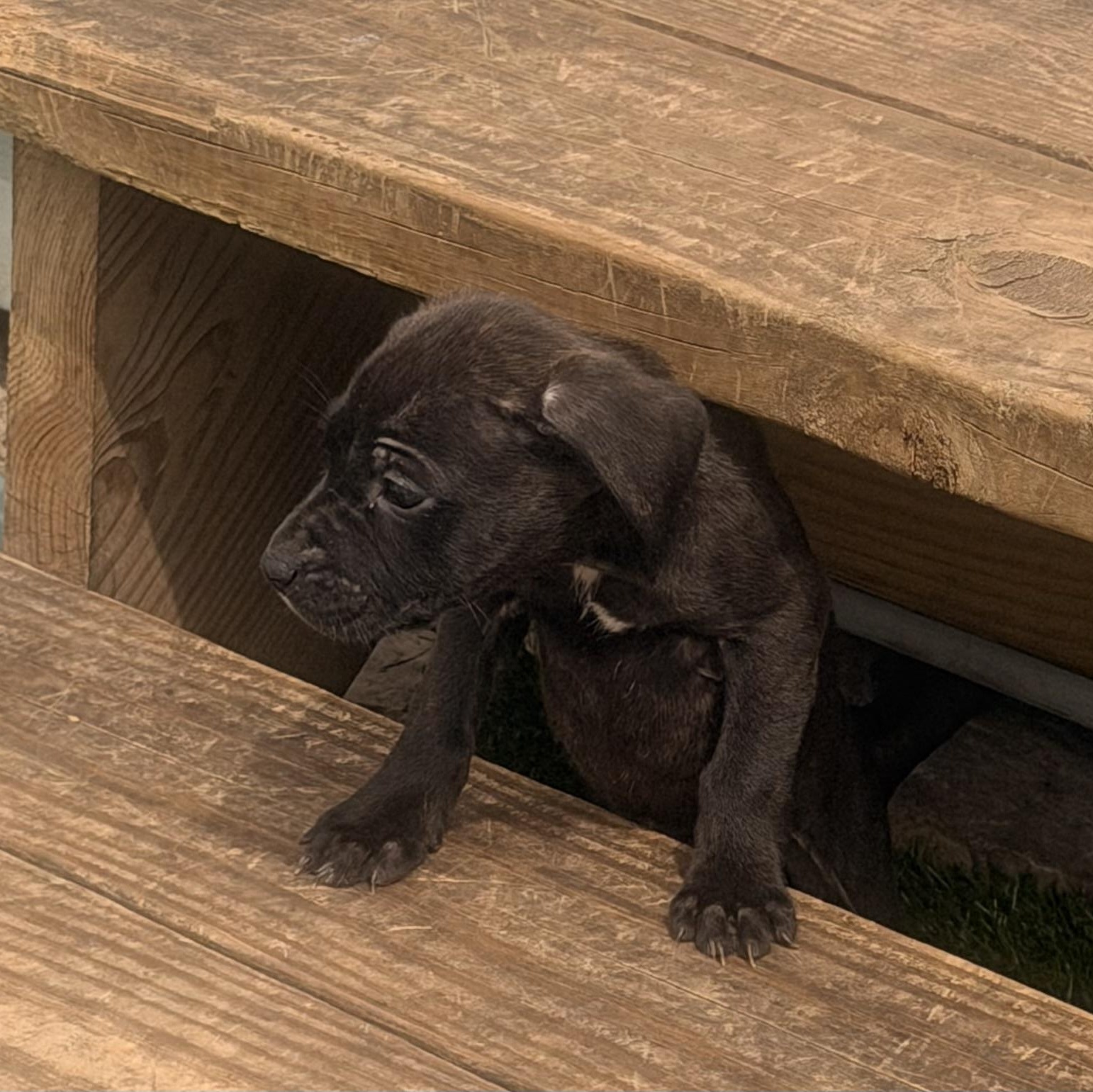 Enlarge Ginger , a ADOPTABLE mixed breed in Wilmington, IL image 5/6