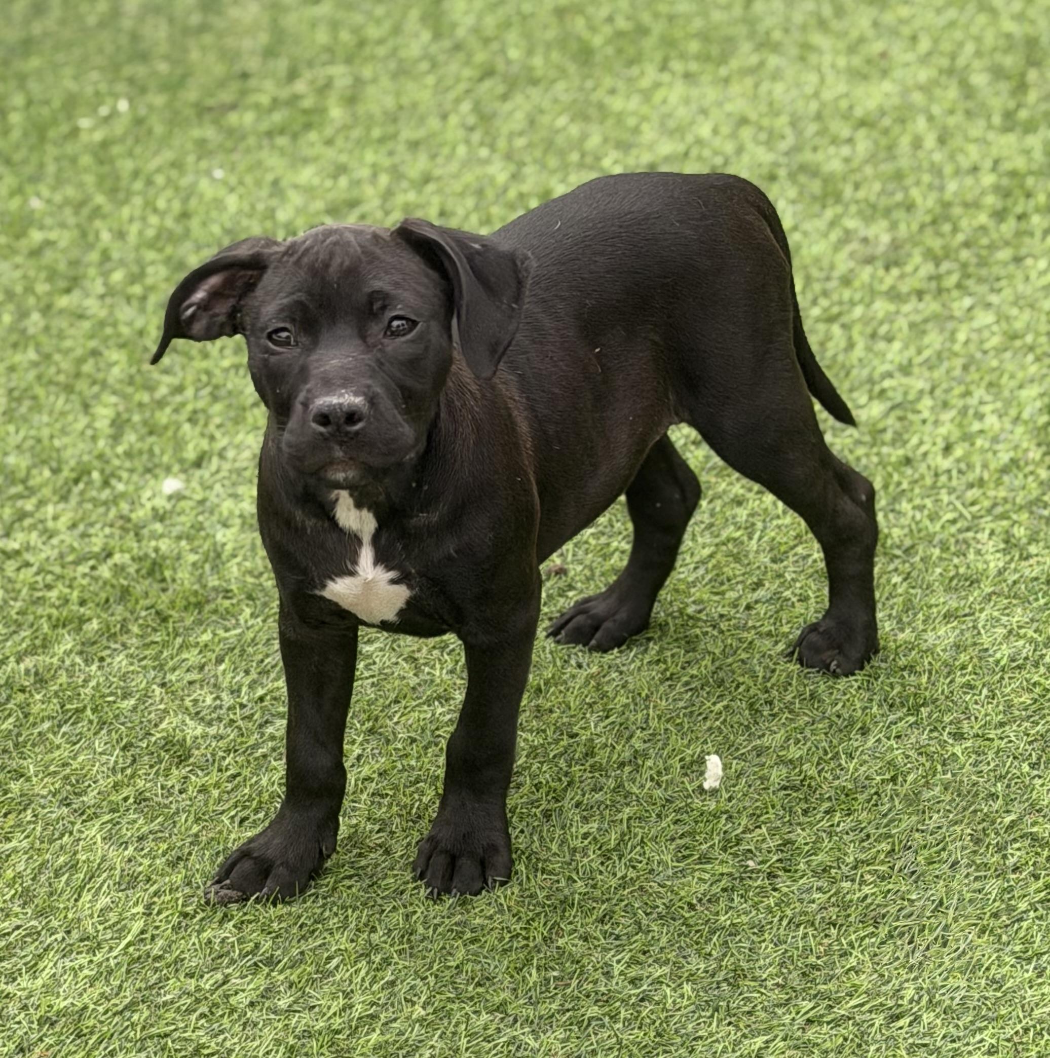 Enlarge Ginger , a ADOPTABLE mixed breed in Wilmington, IL image 4/4