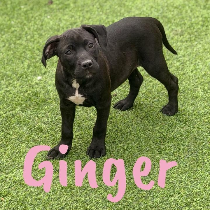 Ginger , ADOPTABLE, Puppy Female Pit Bull Terrier & Hound.