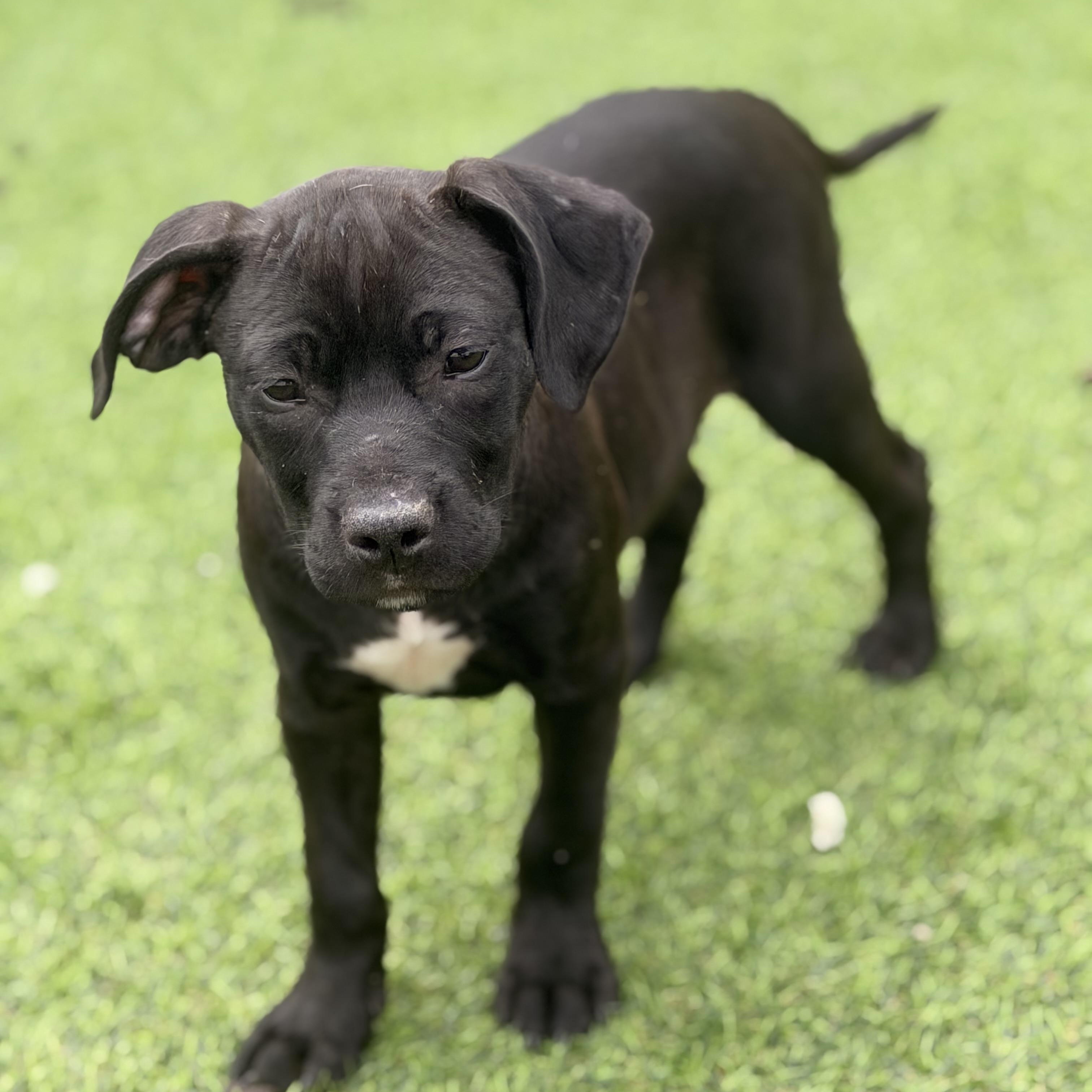 Enlarge Ginger , a ADOPTABLE mixed breed in Wilmington, IL image 2/4