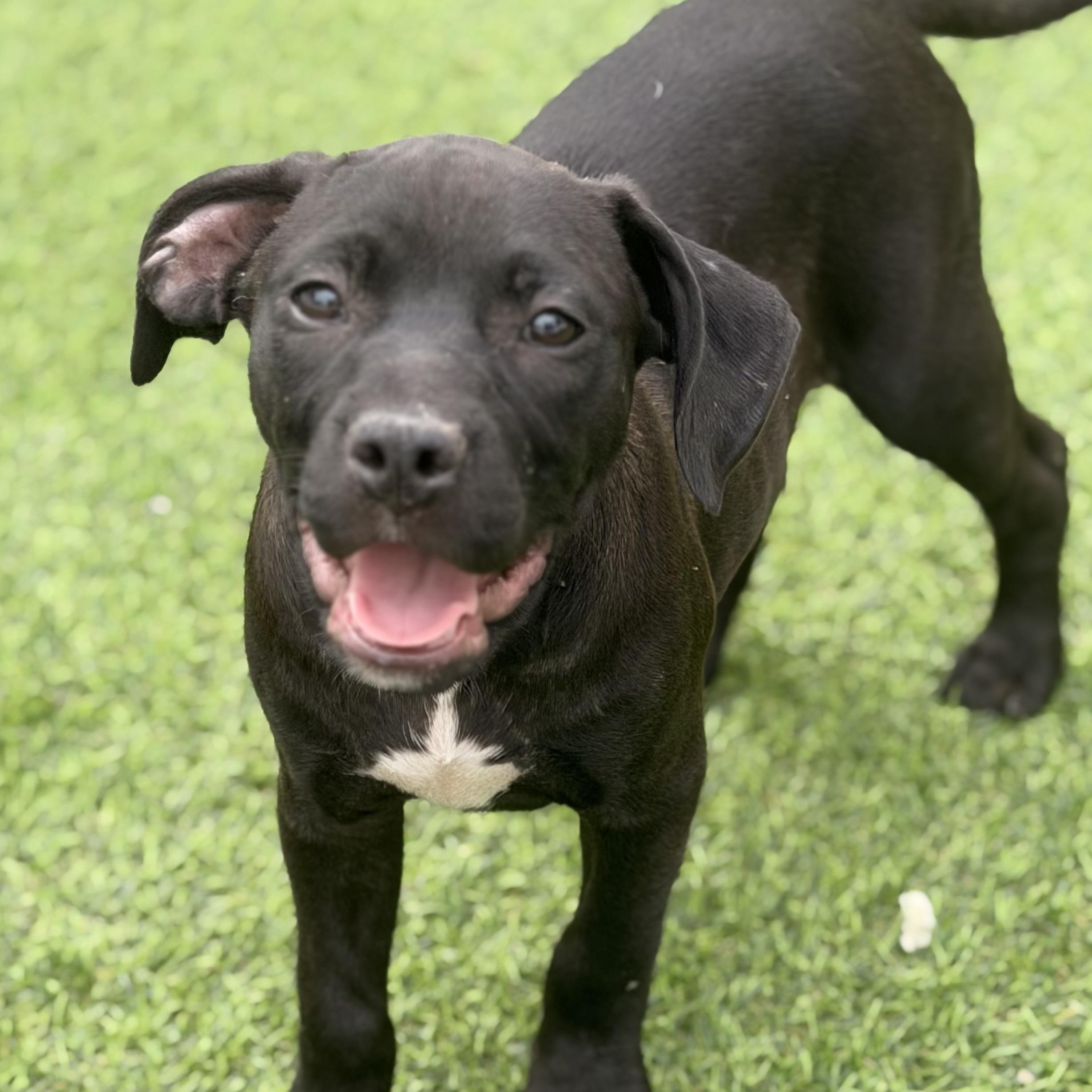 Enlarge Ginger , a ADOPTABLE mixed breed in Wilmington, IL image 3/4