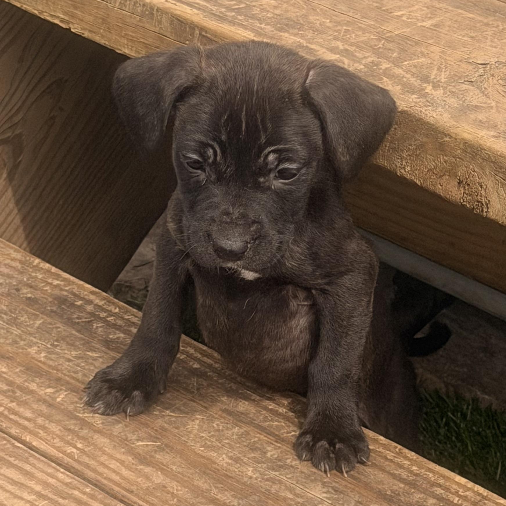 Ginger , ADOPTABLE, Puppy Female Pit Bull Terrier & Hound.