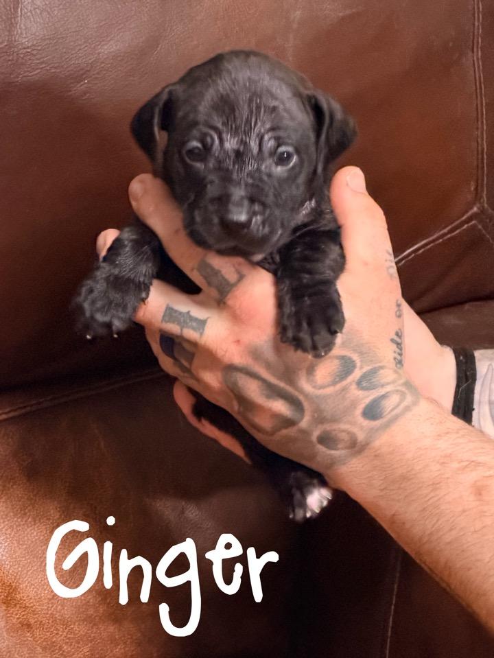 Ginger , ADOPTABLE, Puppy Female Pit Bull Terrier & Hound.