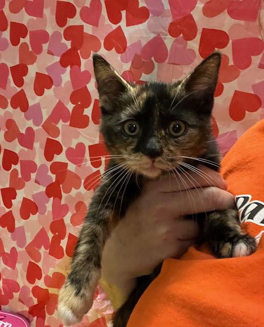 Prancer, Adopted, Young Female Domestic Short Hair.