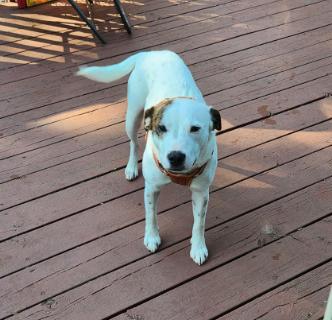 Stacy, Adoptable, Adult Female Australian Cattle Dog / Blue Heeler.