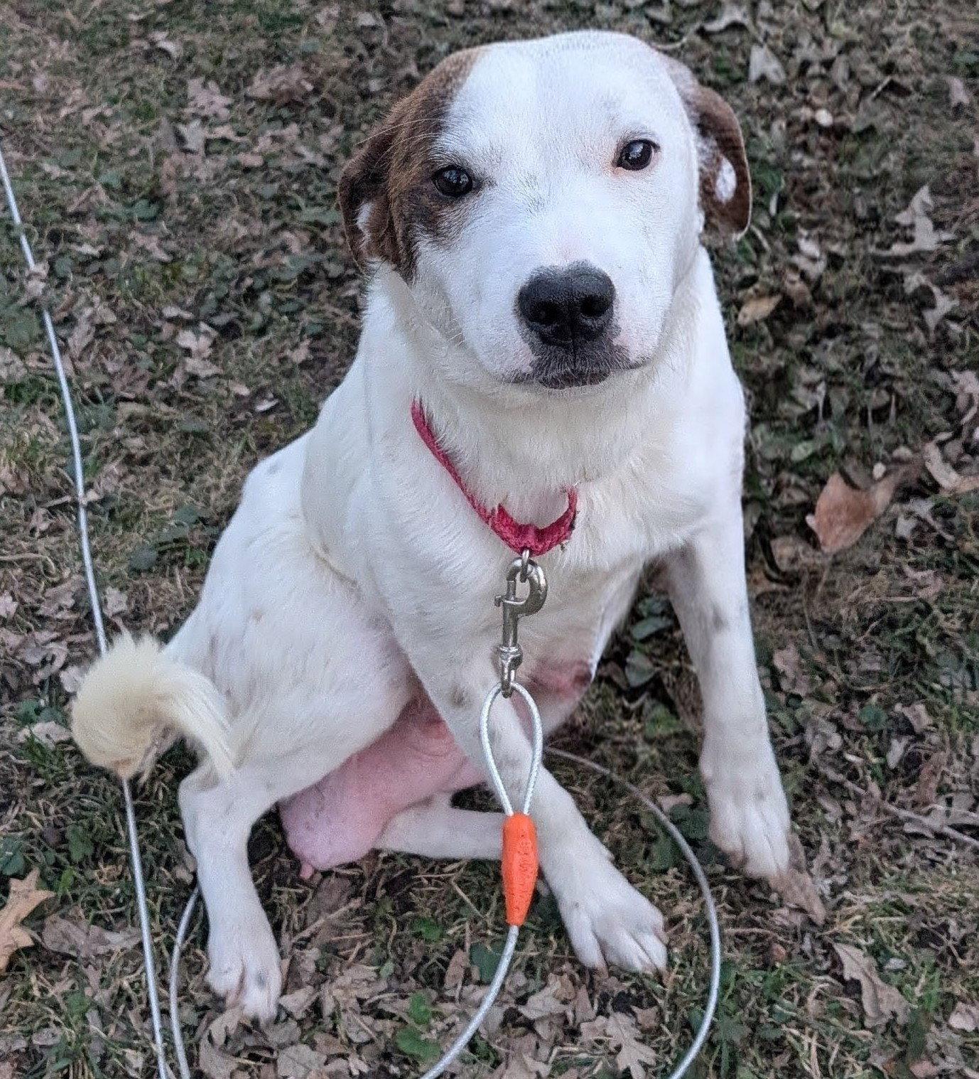Enlarge Stacy, a Adoptable Australian Cattle Dog / Blue Heeler in Brooklyn Center, MN image 1/3
