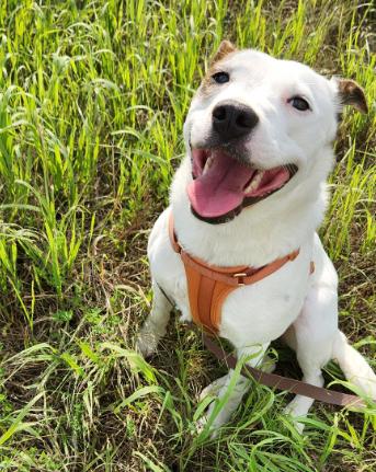 Enlarge Stacy, a Adoptable Australian Cattle Dog / Blue Heeler in Brooklyn Center, MN image 2/3