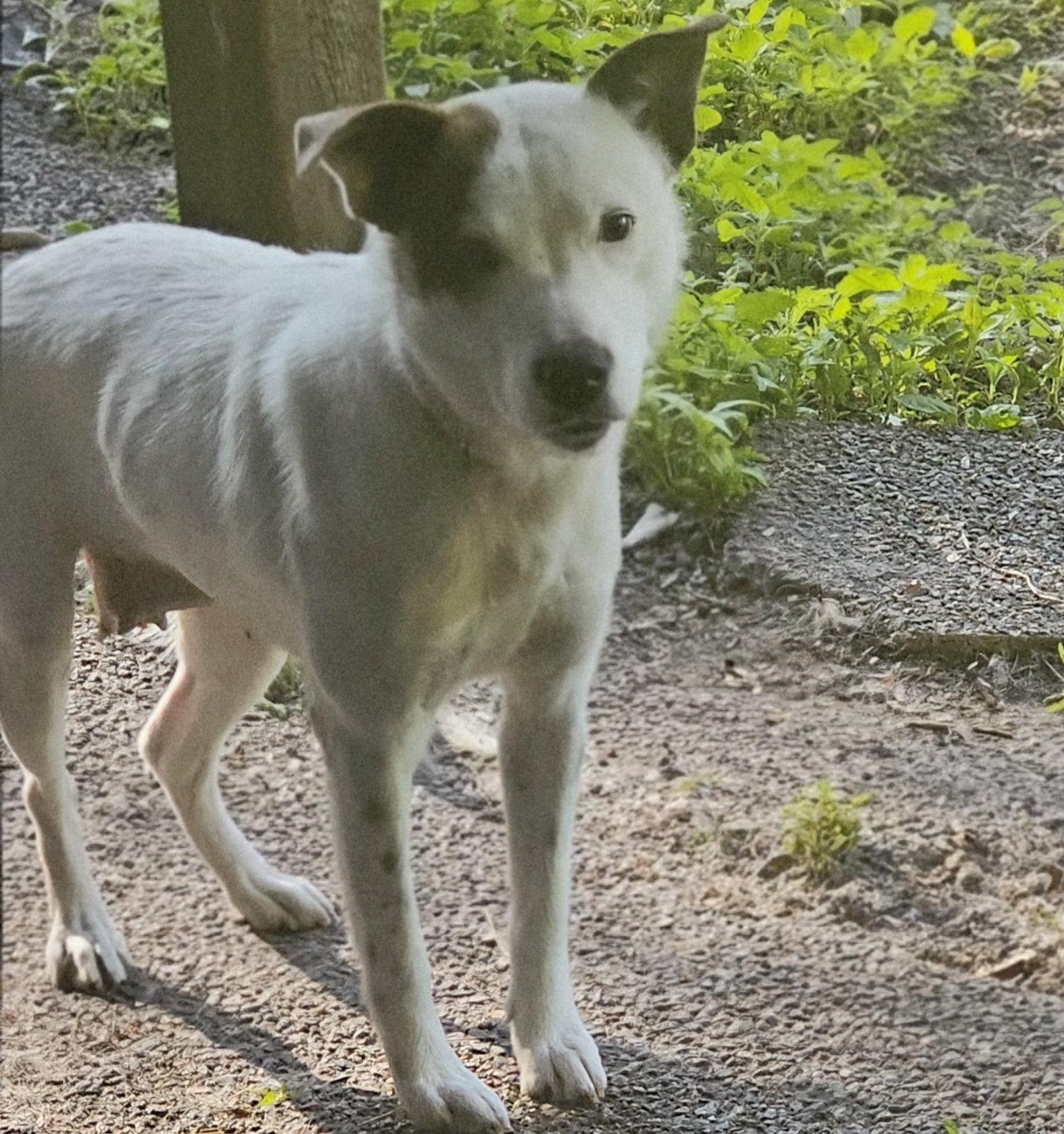 Enlarge Stacy, a Adoptable Australian Cattle Dog / Blue Heeler in Brooklyn Center, MN image 2/3