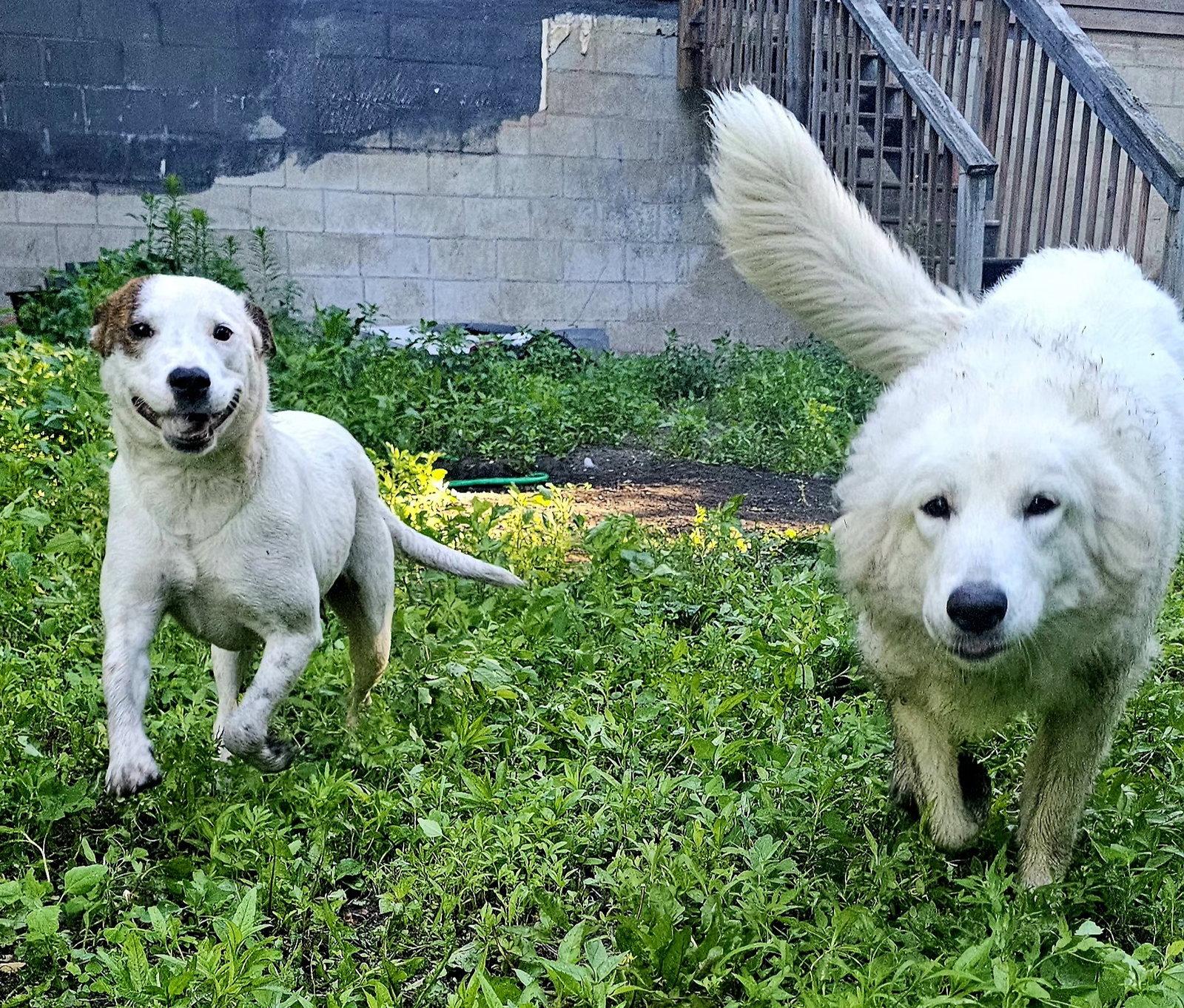 Enlarge Stacy, a Adoptable Australian Cattle Dog / Blue Heeler in Brooklyn Center, MN image 3/3