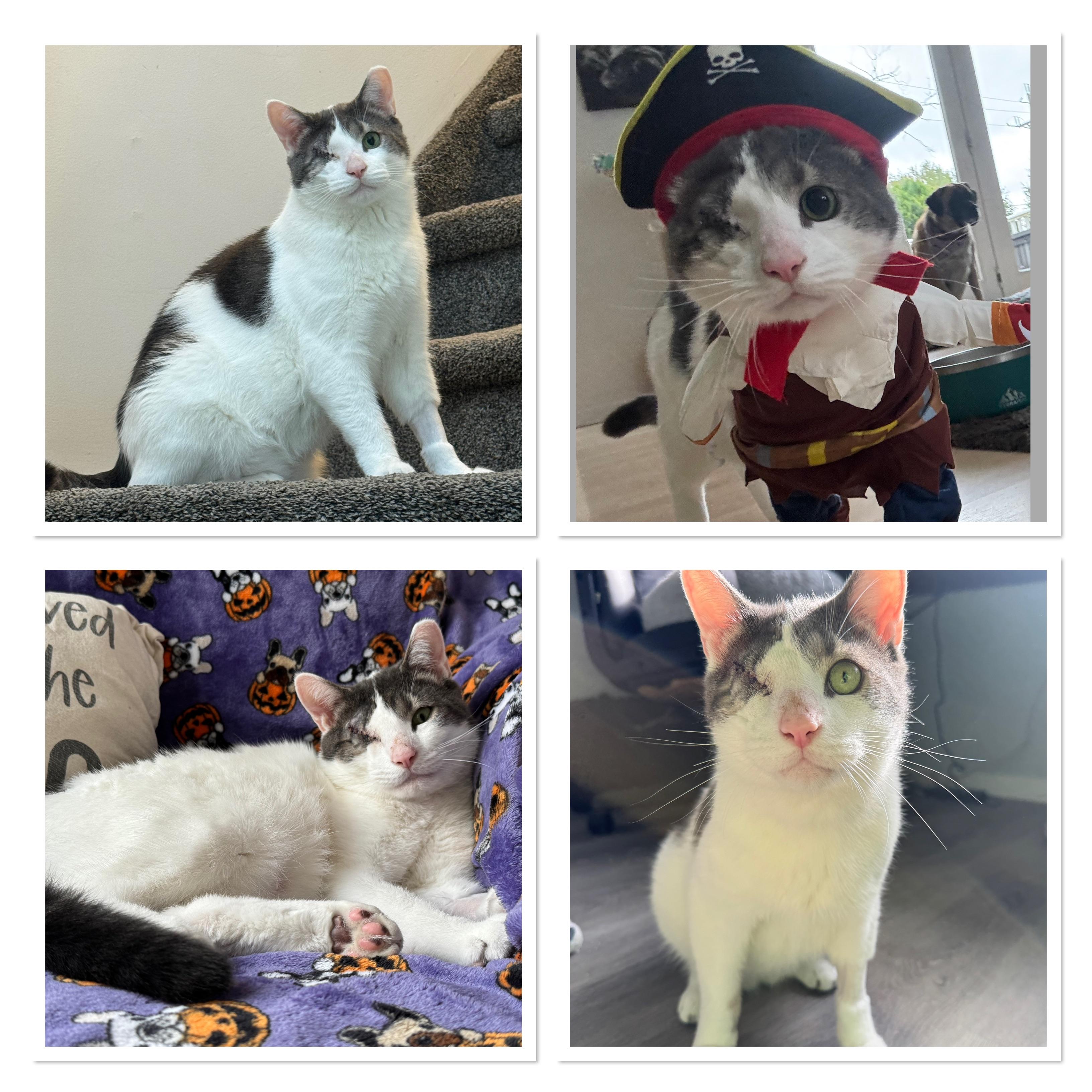 Enlarge Odin, a Adoptable Domestic Short Hair in Perrineville, NJ image 1/1