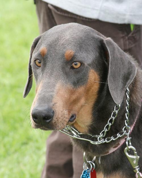 Duchess, a Adopted Doberman Pinscher in Saint Charles, MO image 1/3