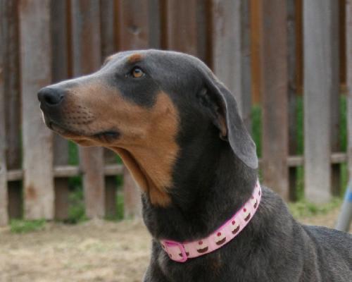 Duchess, a Adopted Doberman Pinscher in Saint Charles, MO image 2/3