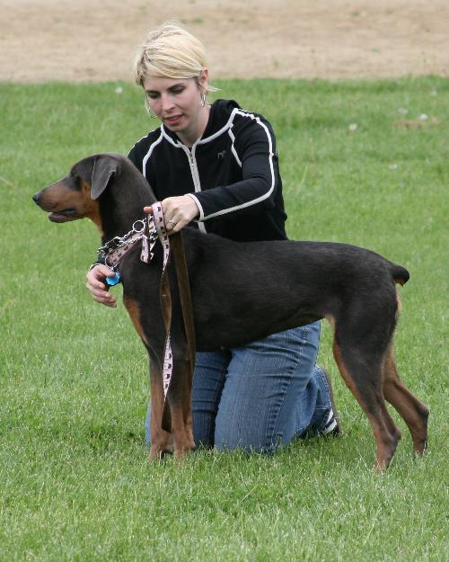 Duchess, a Adopted Doberman Pinscher in Saint Charles, MO image 3/3