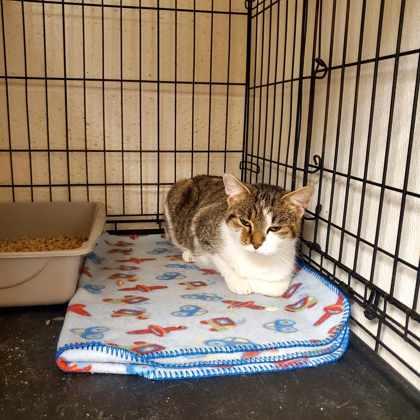 Precious Stella — thumbnail 2