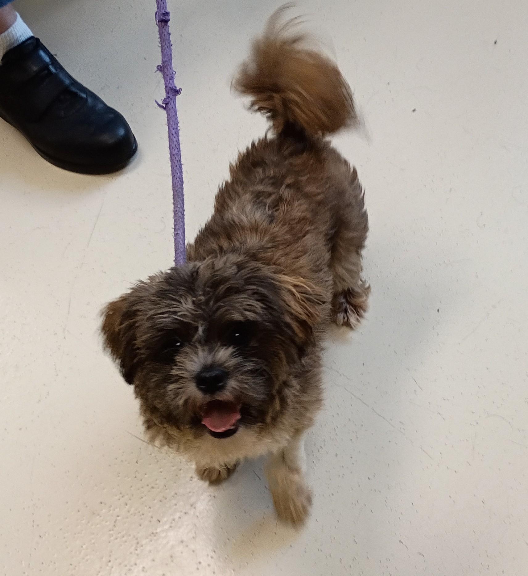 Enlarge Mickey, an adopted mixed breed in Springfield, OH image 5/6