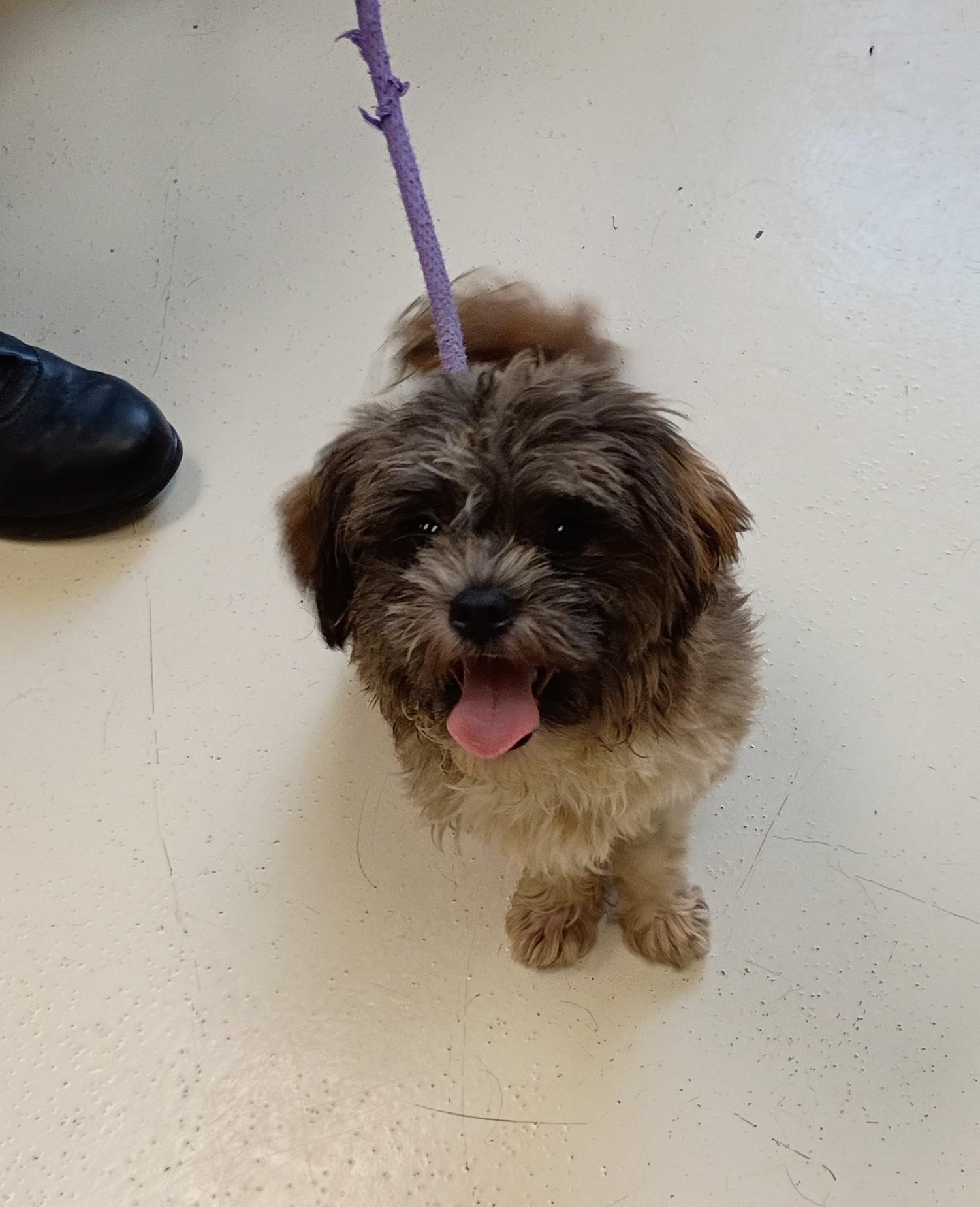 Enlarge Mickey, an adopted mixed breed in Springfield, OH image 6/6