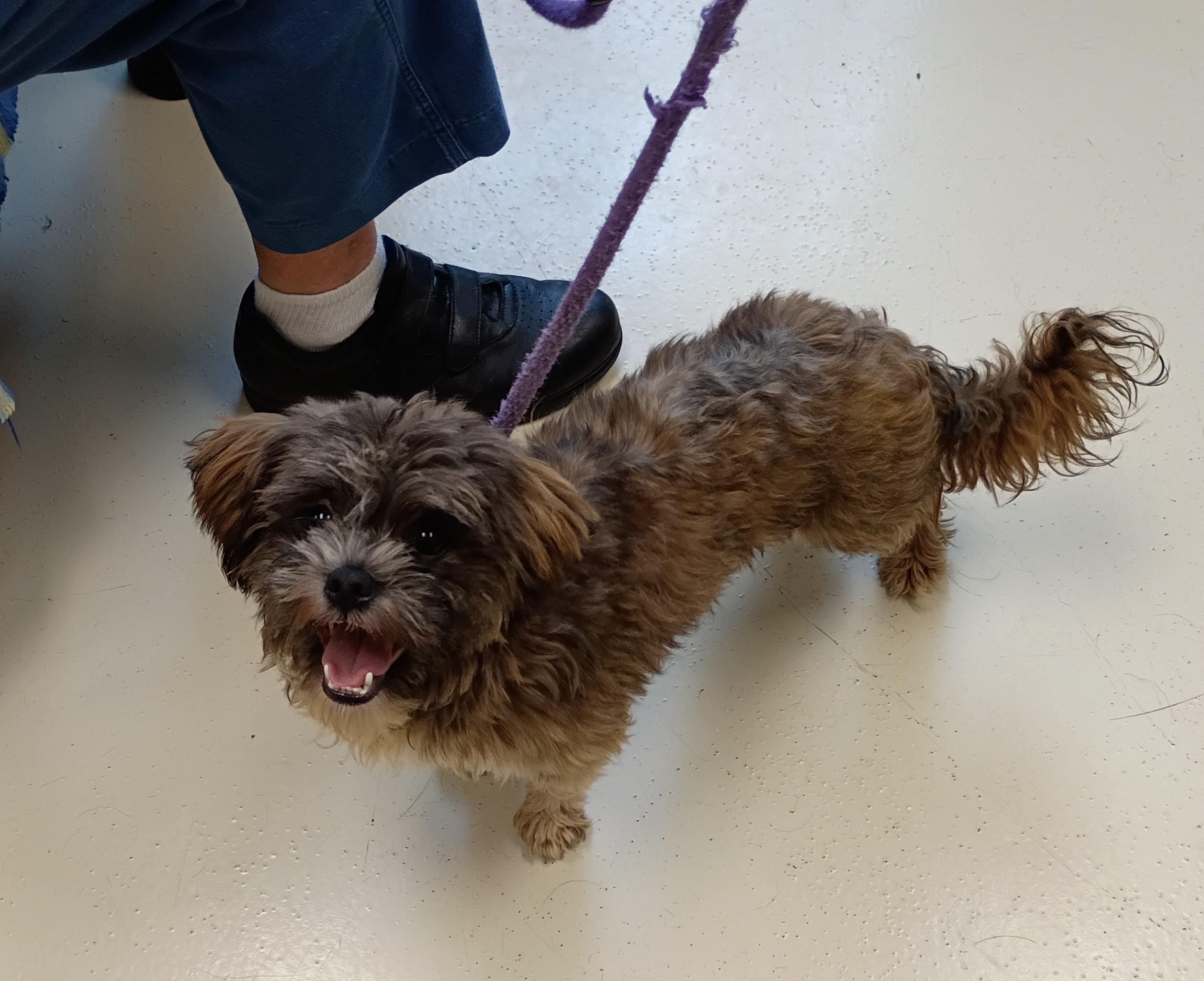 Enlarge Mickey, an adopted mixed breed in Springfield, OH image 2/6