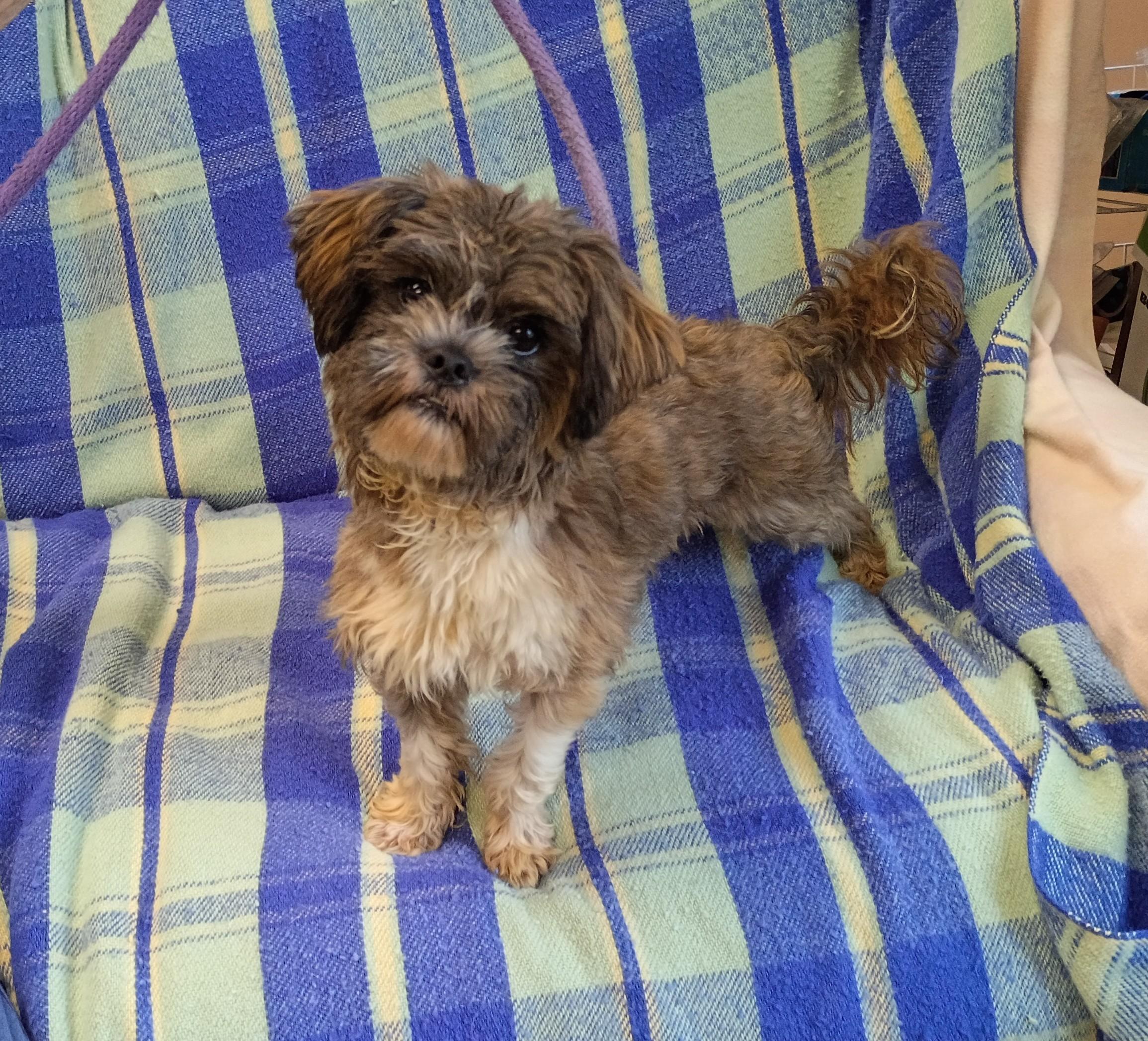 Enlarge Mickey, an adopted mixed breed in Springfield, OH image 4/6