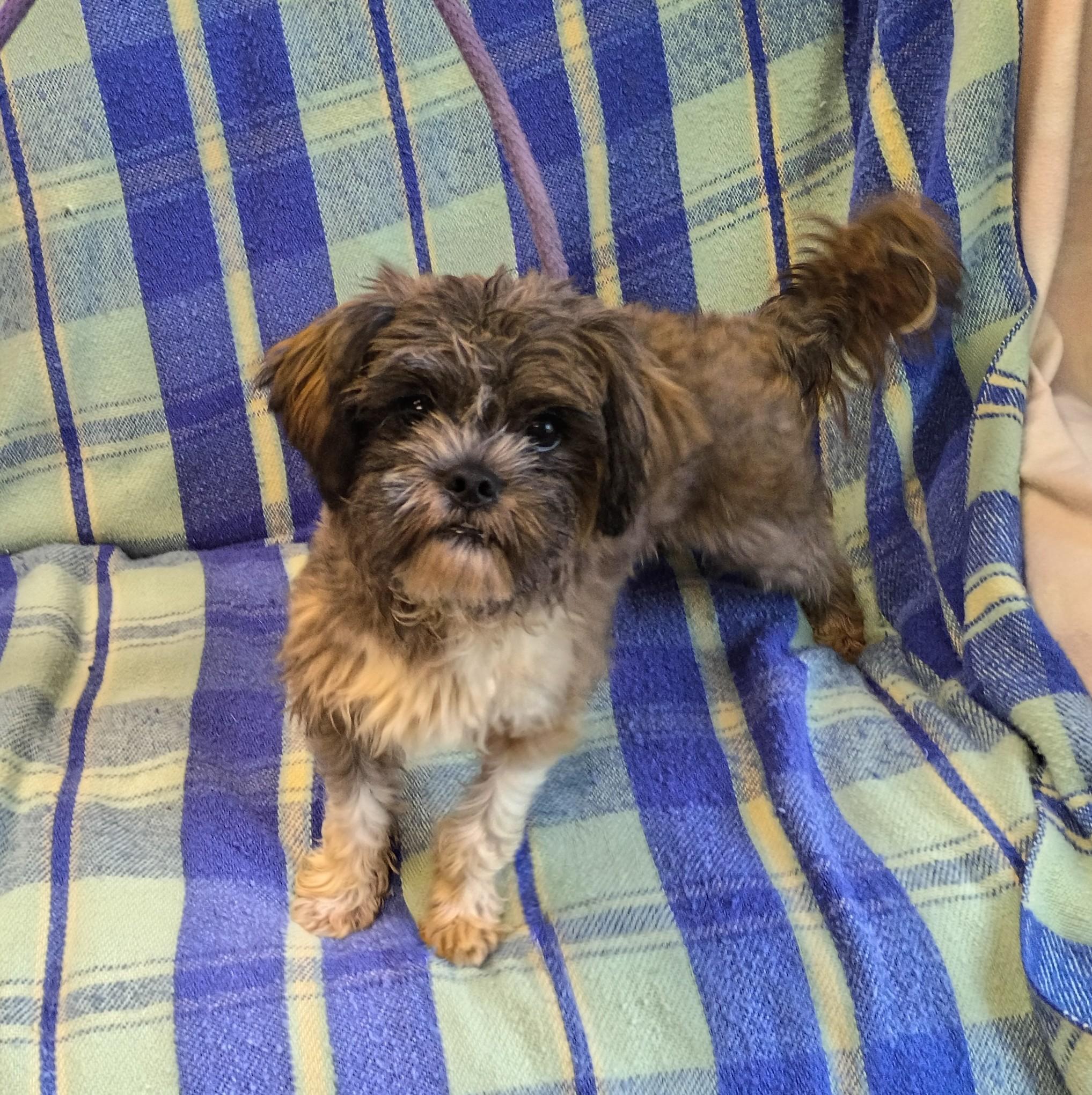 Mickey, adopted, Young Male Shih Tzu & Maltese.
