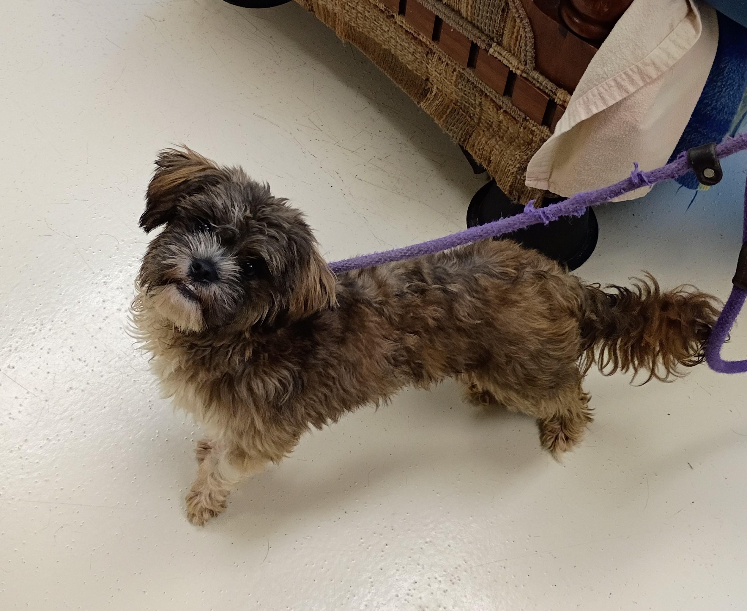 Enlarge Mickey, an adopted mixed breed in Springfield, OH image 3/6