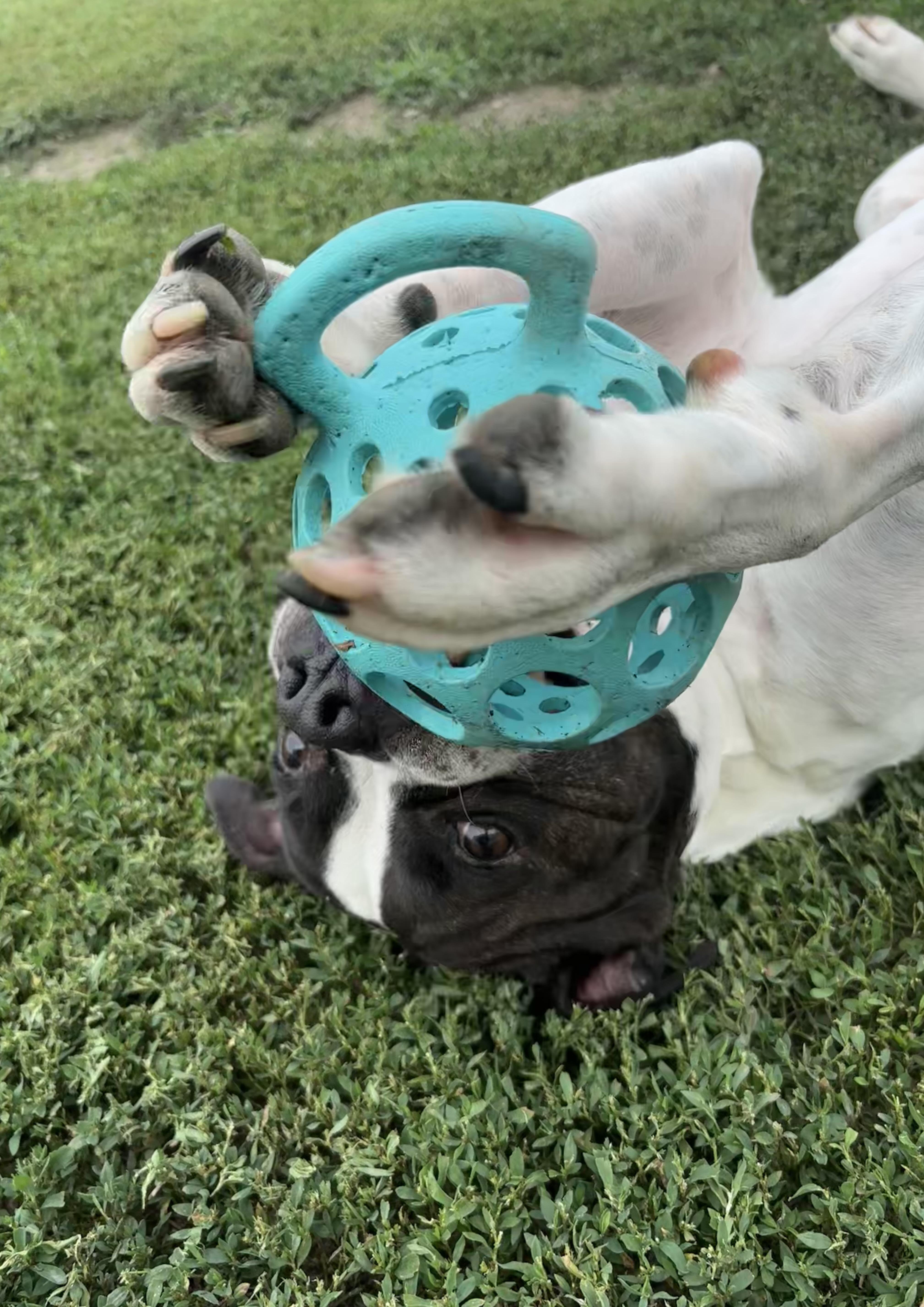Caine, an adoptable American Bulldog, Pit Bull Terrier in Shenandoah, IA, 51601 | Photo Image 2