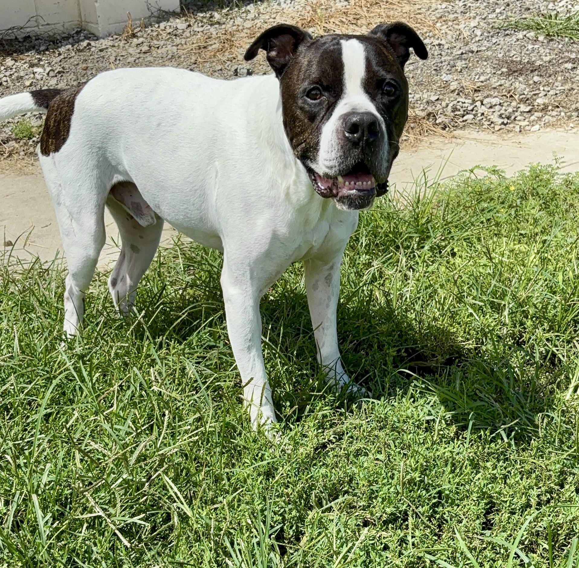 Enlarge Caine, a Adoptable mixed breed in Shenandoah, IA image 5/5