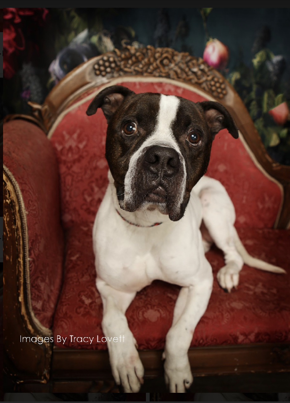 Caine, a Adoptable mixed breed image 1/4