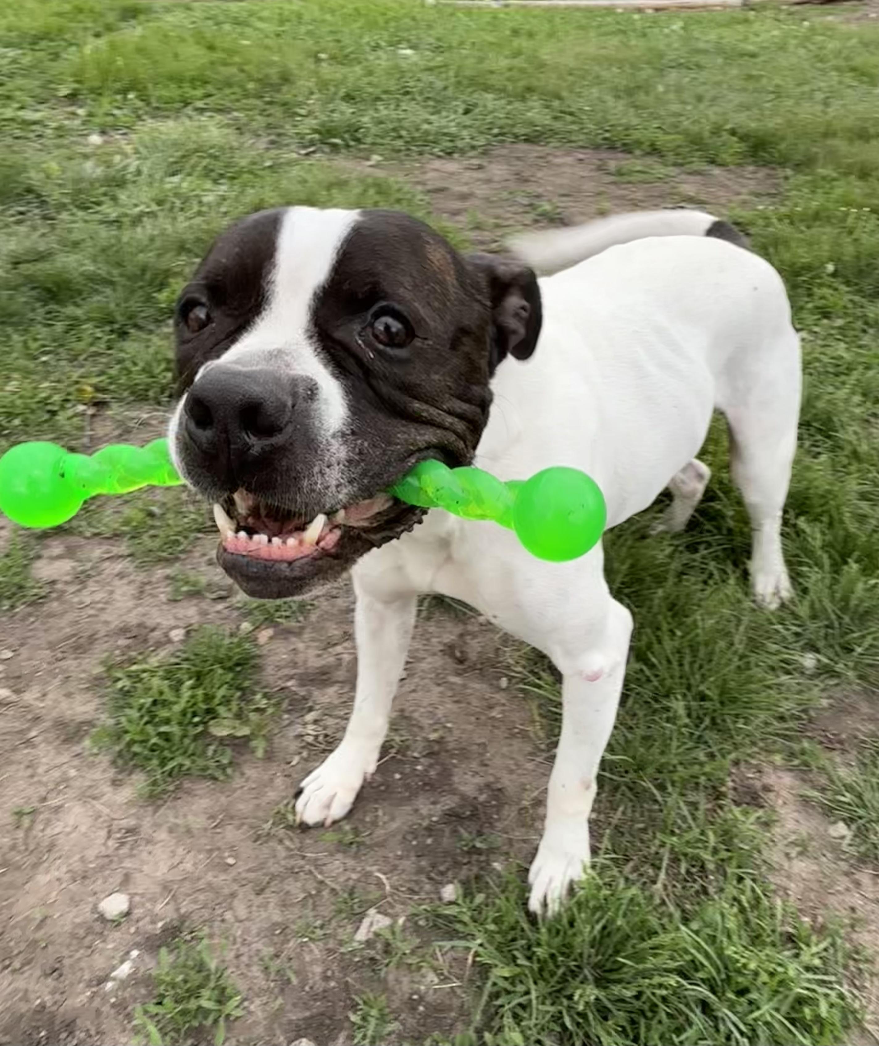 Caine, Adoptable, Adult Male American Bulldog & Pit Bull Terrier.