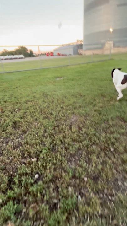 Enlarge Caine, a Adoptable mixed breed video 3/4