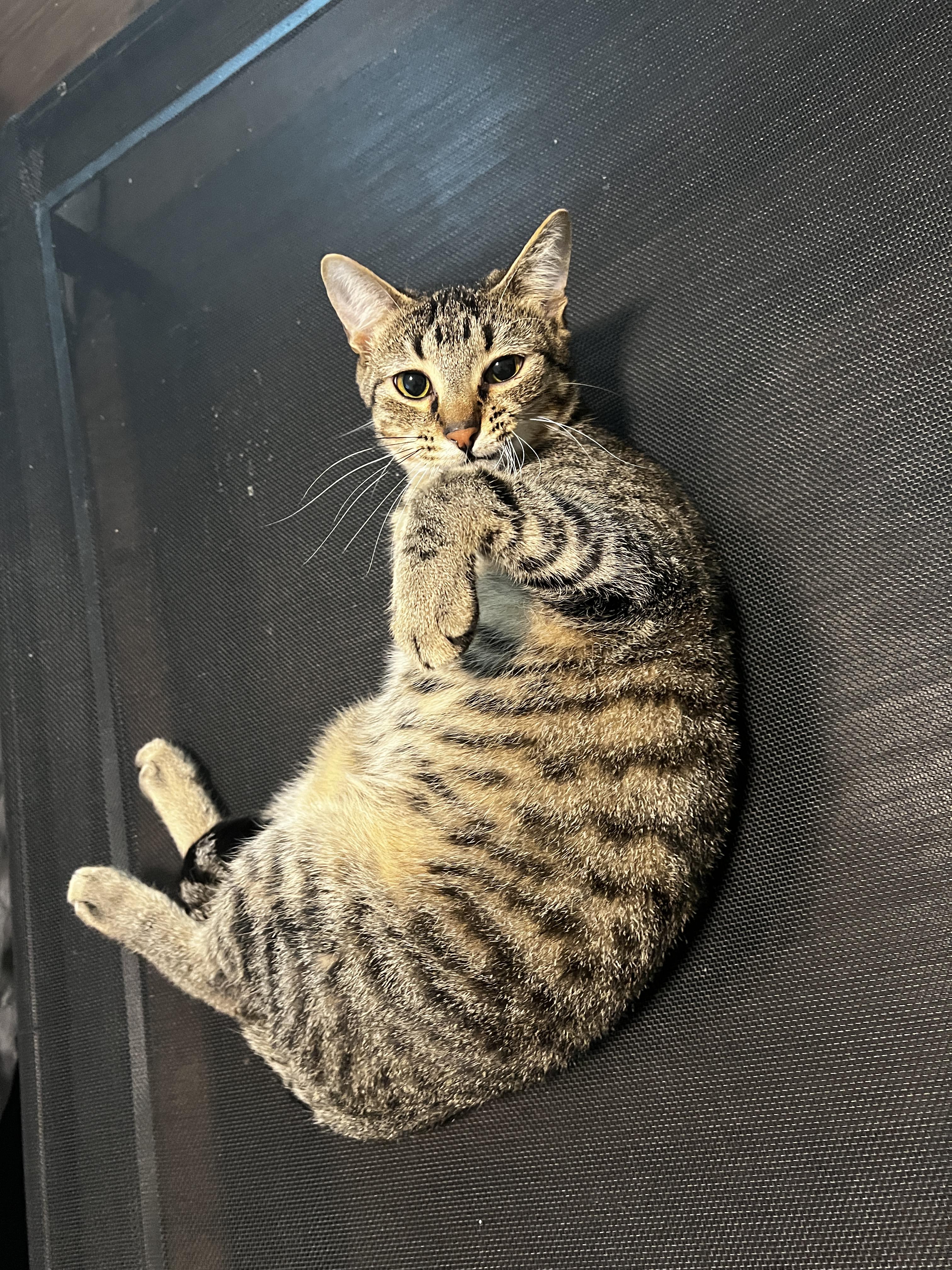 Poncho, Adoptable, Young Male Domestic Short Hair.