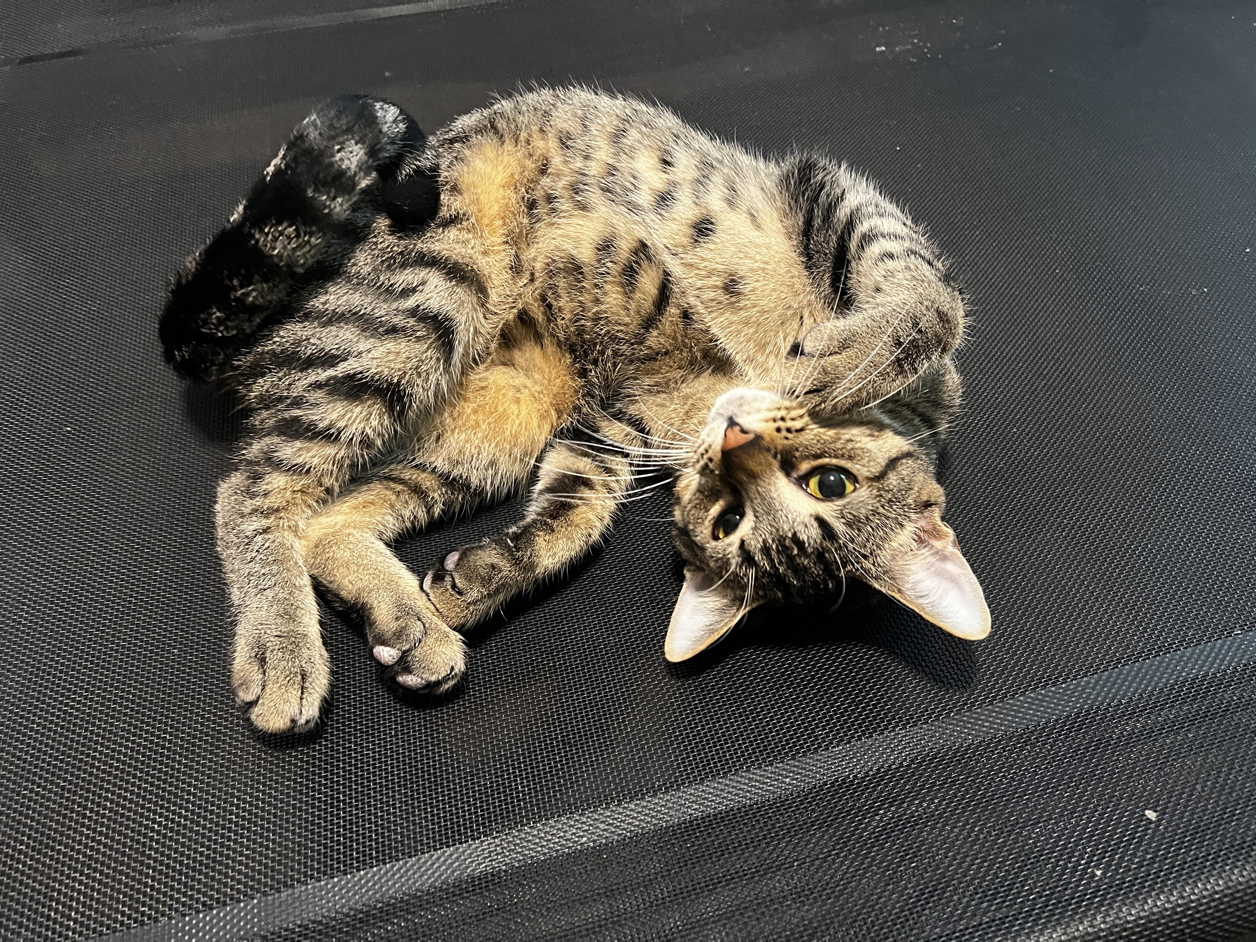 Poncho, a Adoptable mixed breed in Pinson, AL image 2/6