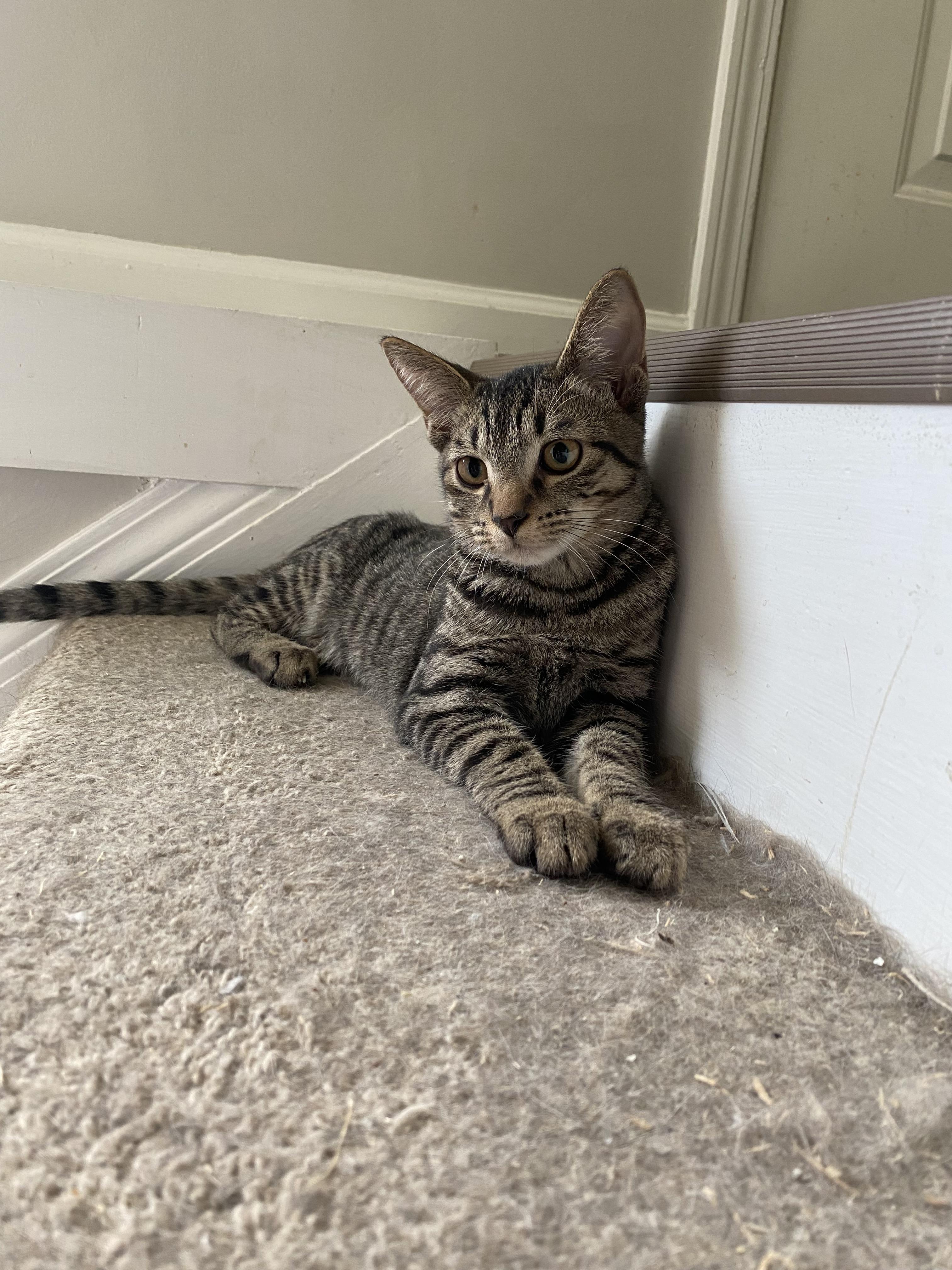 Poncho, a Adoptable mixed breed in Pinson, AL image 4/6