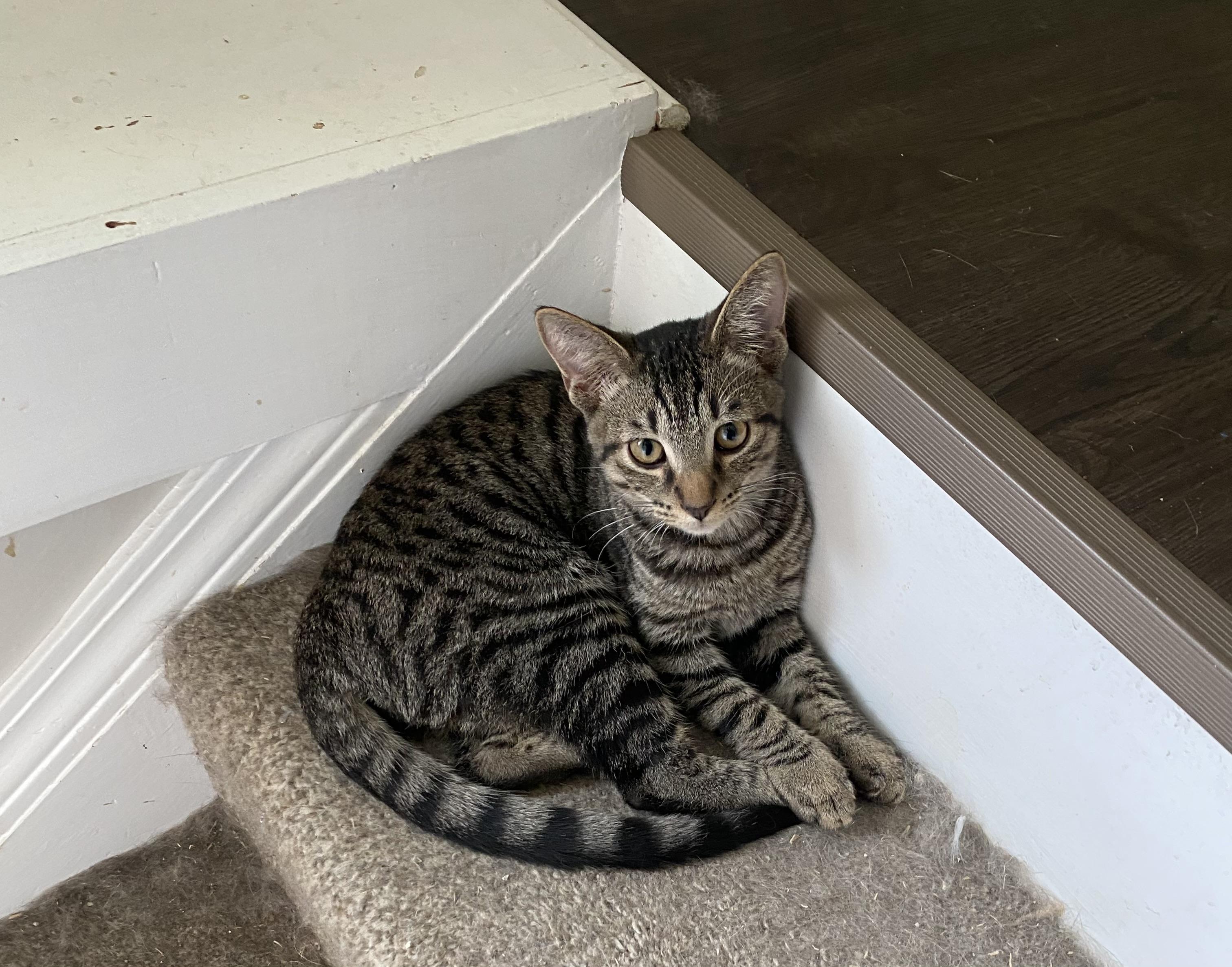 Poncho, a Adoptable mixed breed in Pinson, AL image 5/6