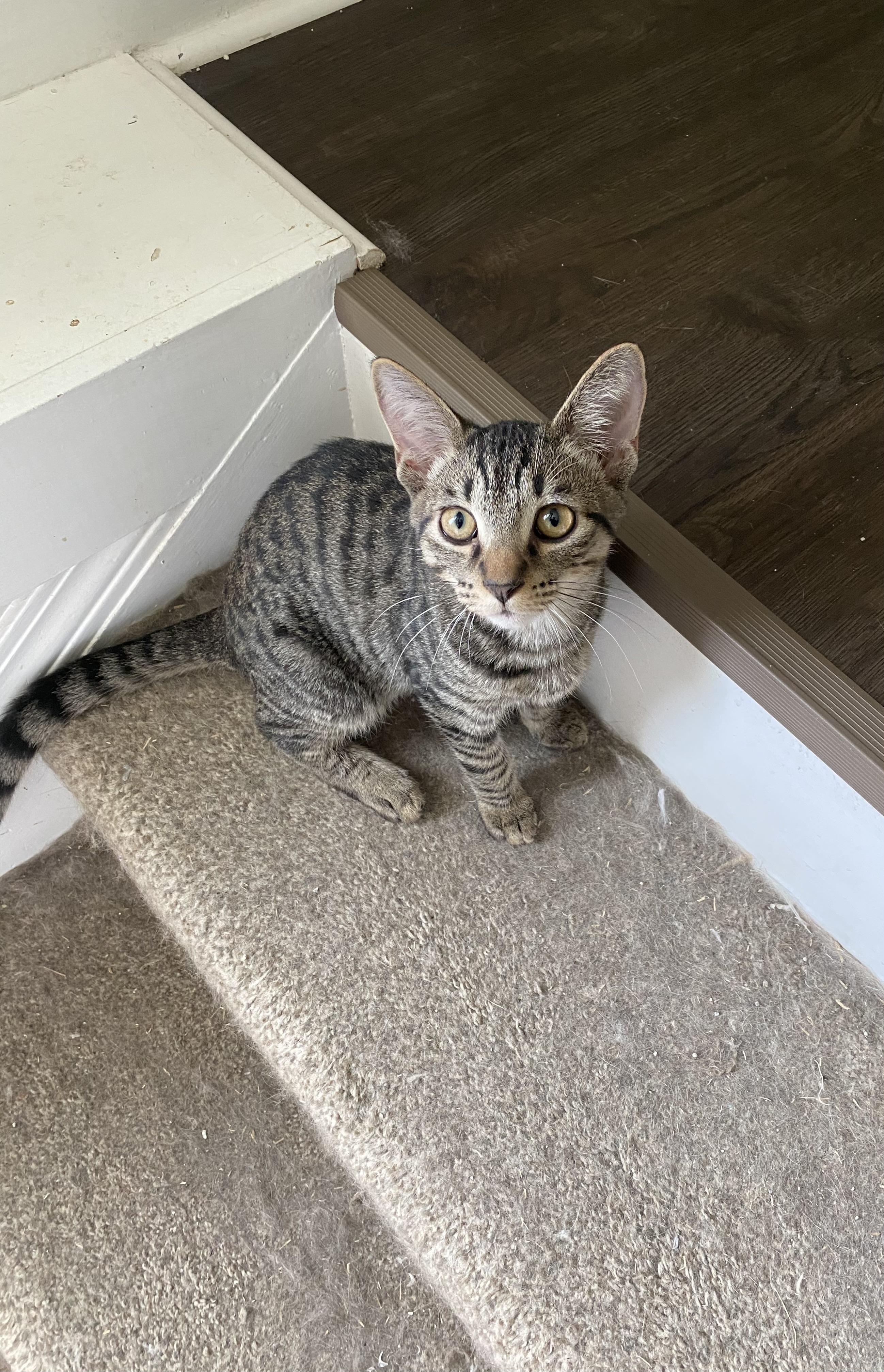 Poncho, a Adoptable mixed breed in Pinson, AL image 6/6