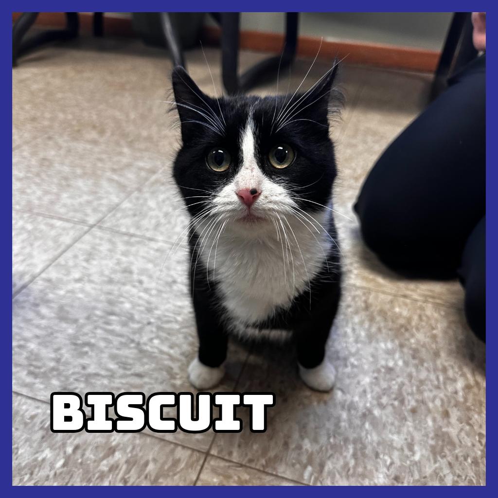 Biscuit, Adoptable, Young Male Domestic Short Hair.