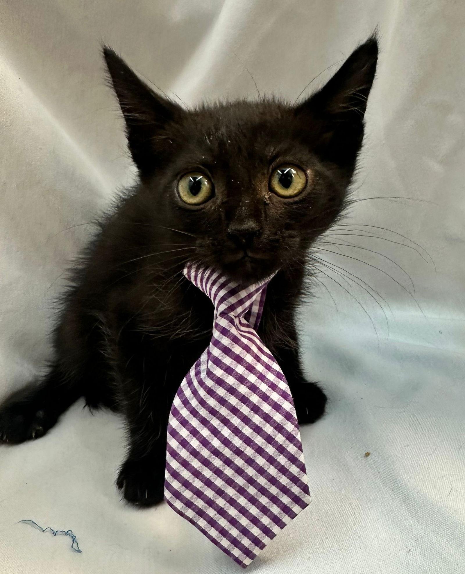 muffin, a Adopted Domestic Medium Hair in Margate, FL image 1/3