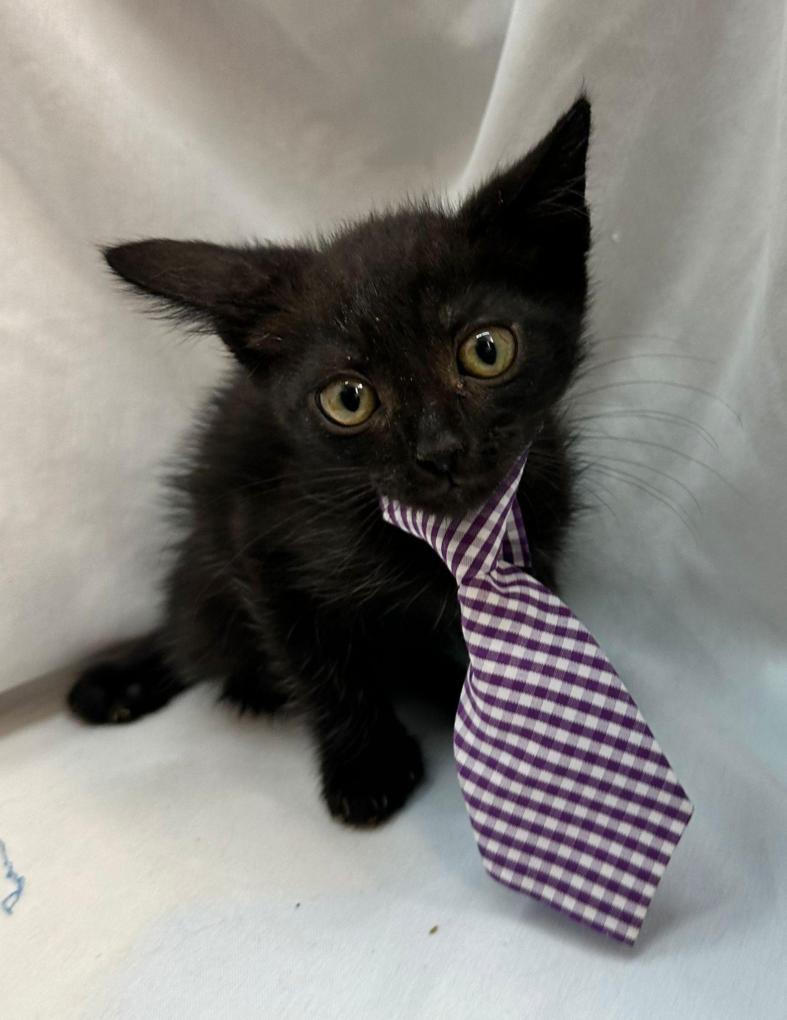 muffin, a Adopted Domestic Medium Hair in Margate, FL image 2/3