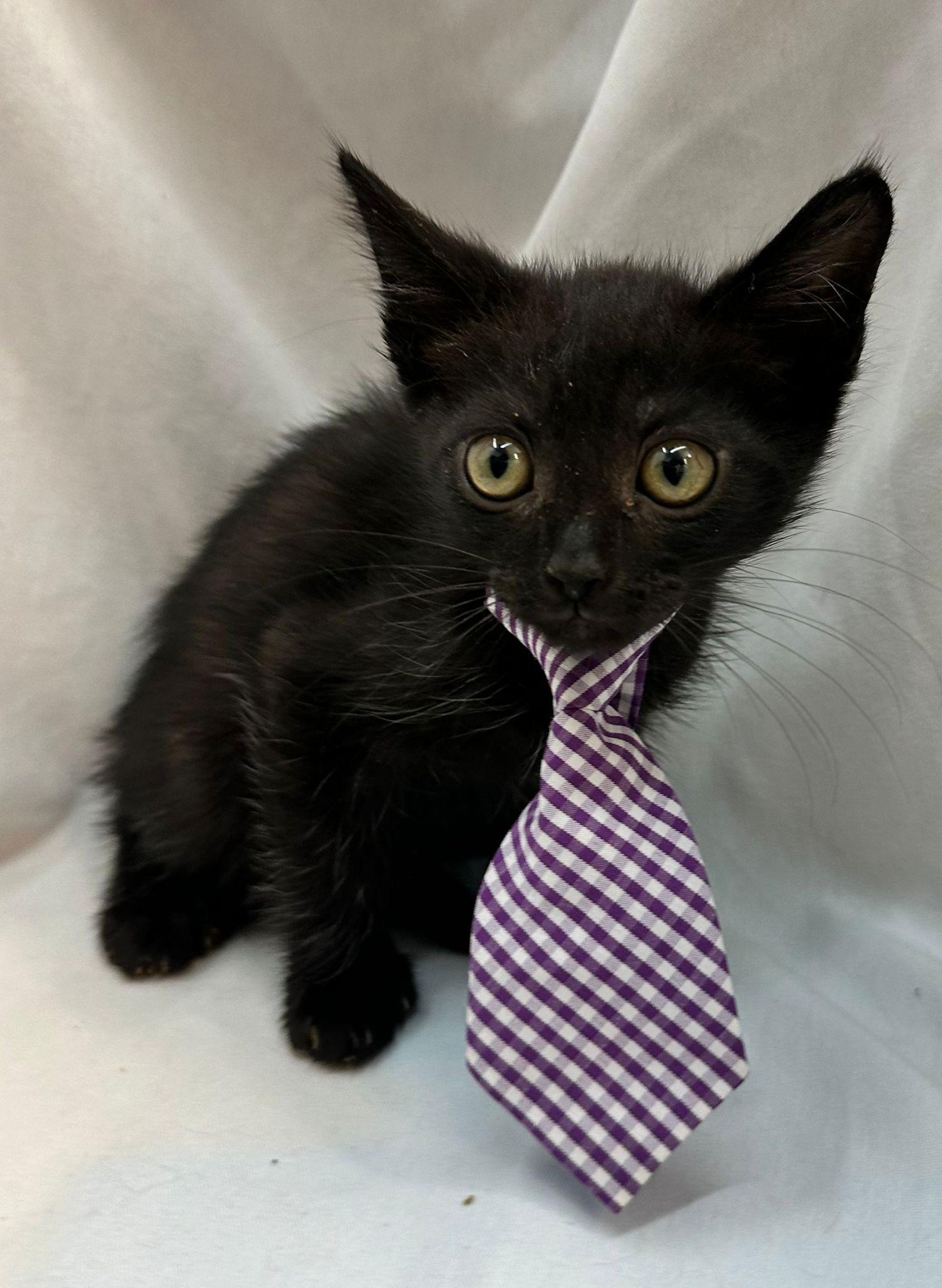 muffin, a Adopted Domestic Medium Hair in Margate, FL image 3/3