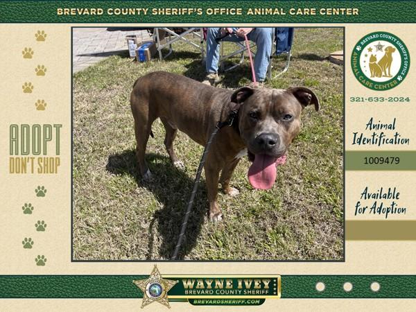 Loki, Adoptable, Adult Male Mixed Breed.